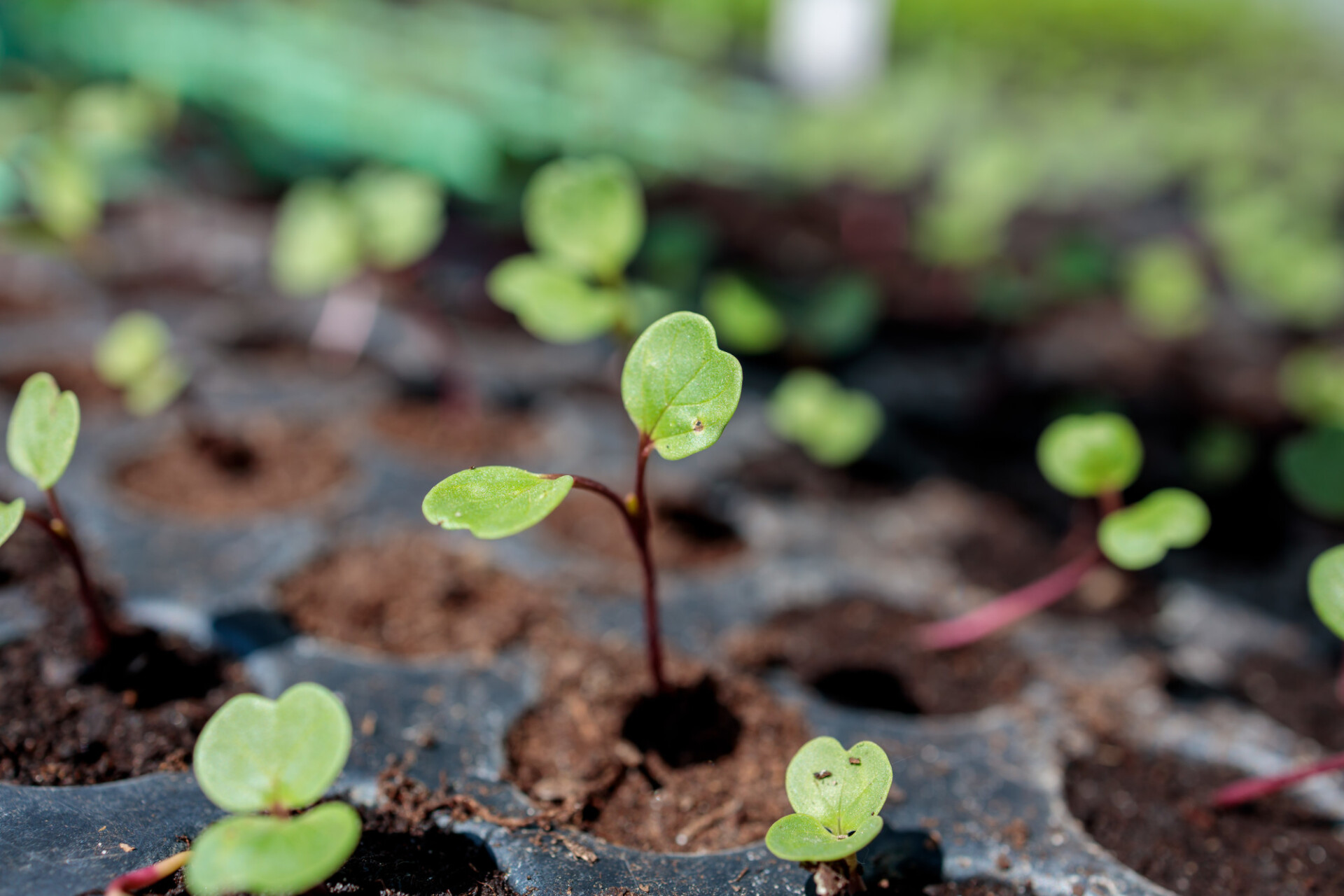 Seedlings