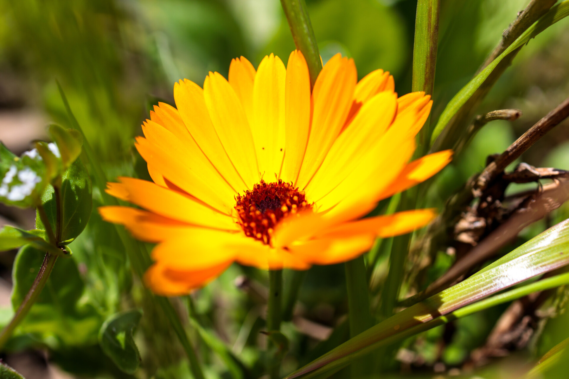 Potted marigolds