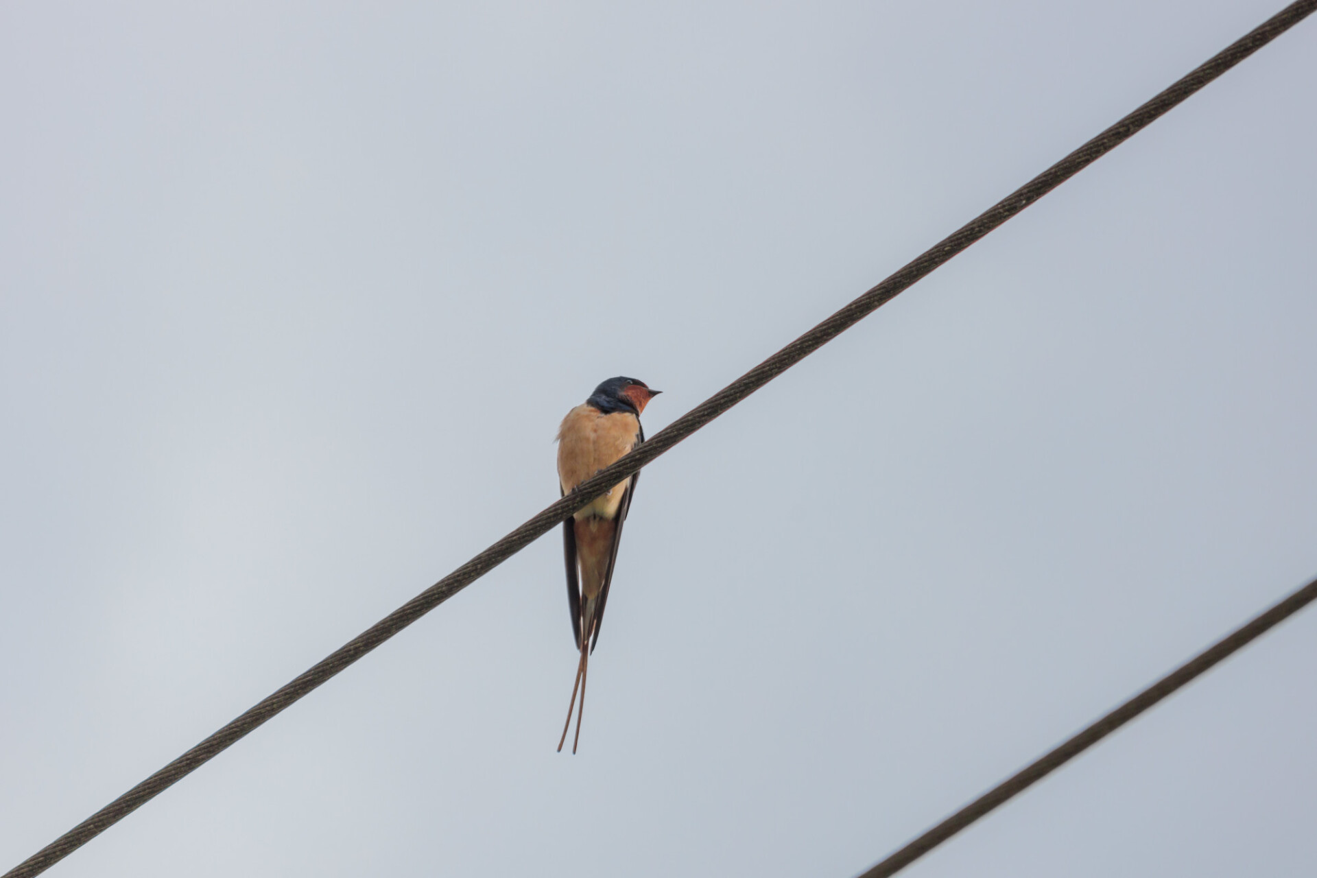 swallow bird