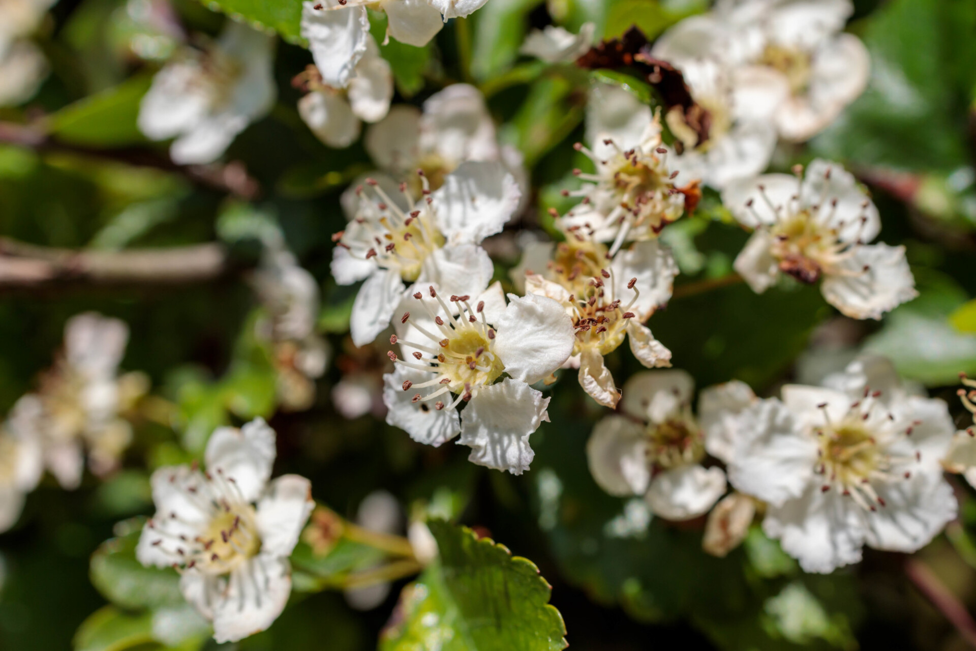 mock orange bush