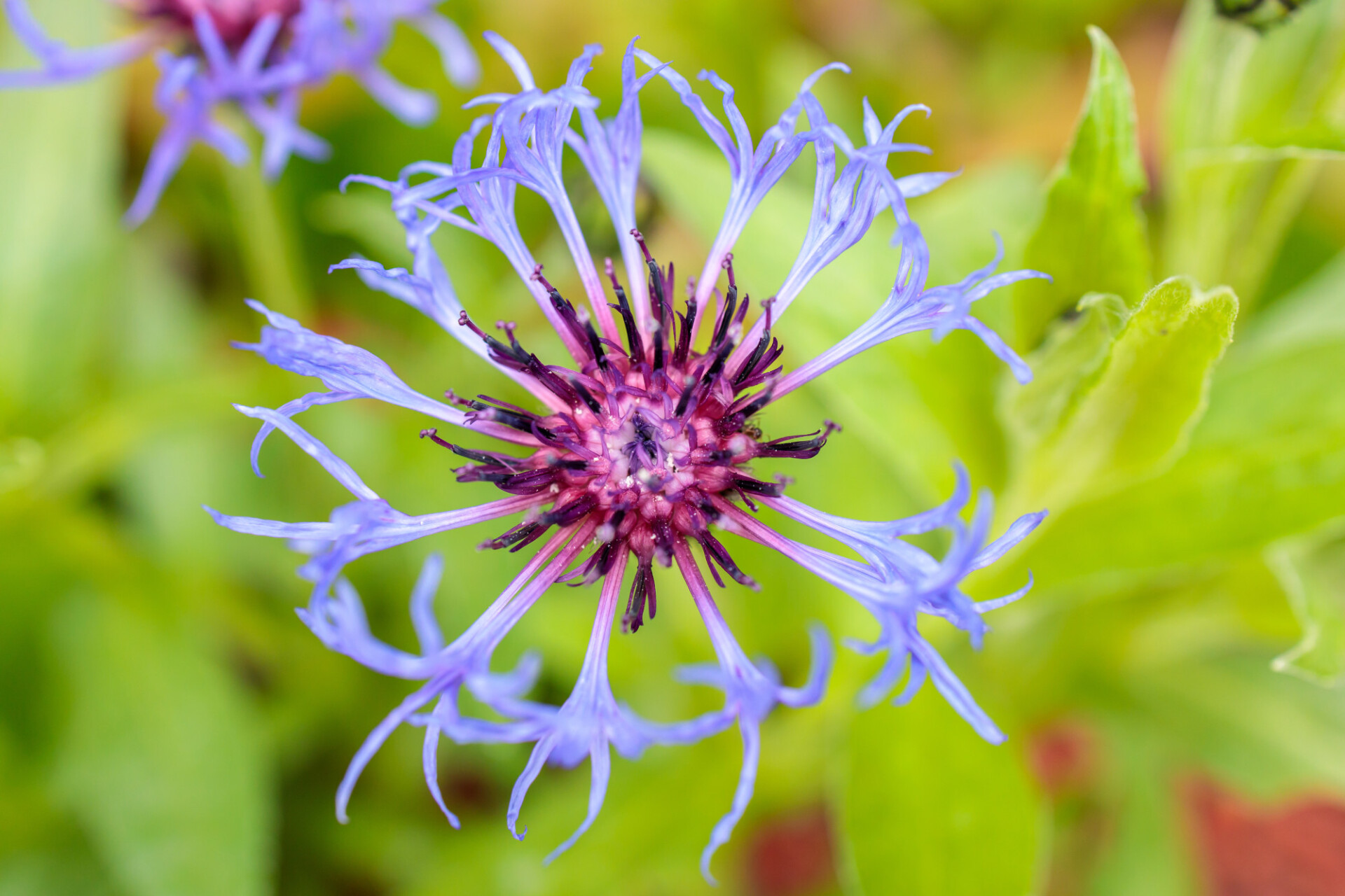 Beautiful cornflower from above