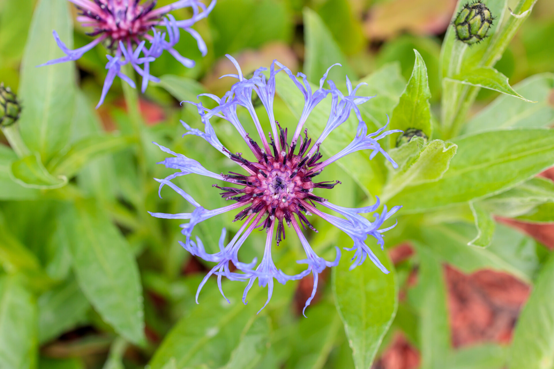 Cornflower blooming background