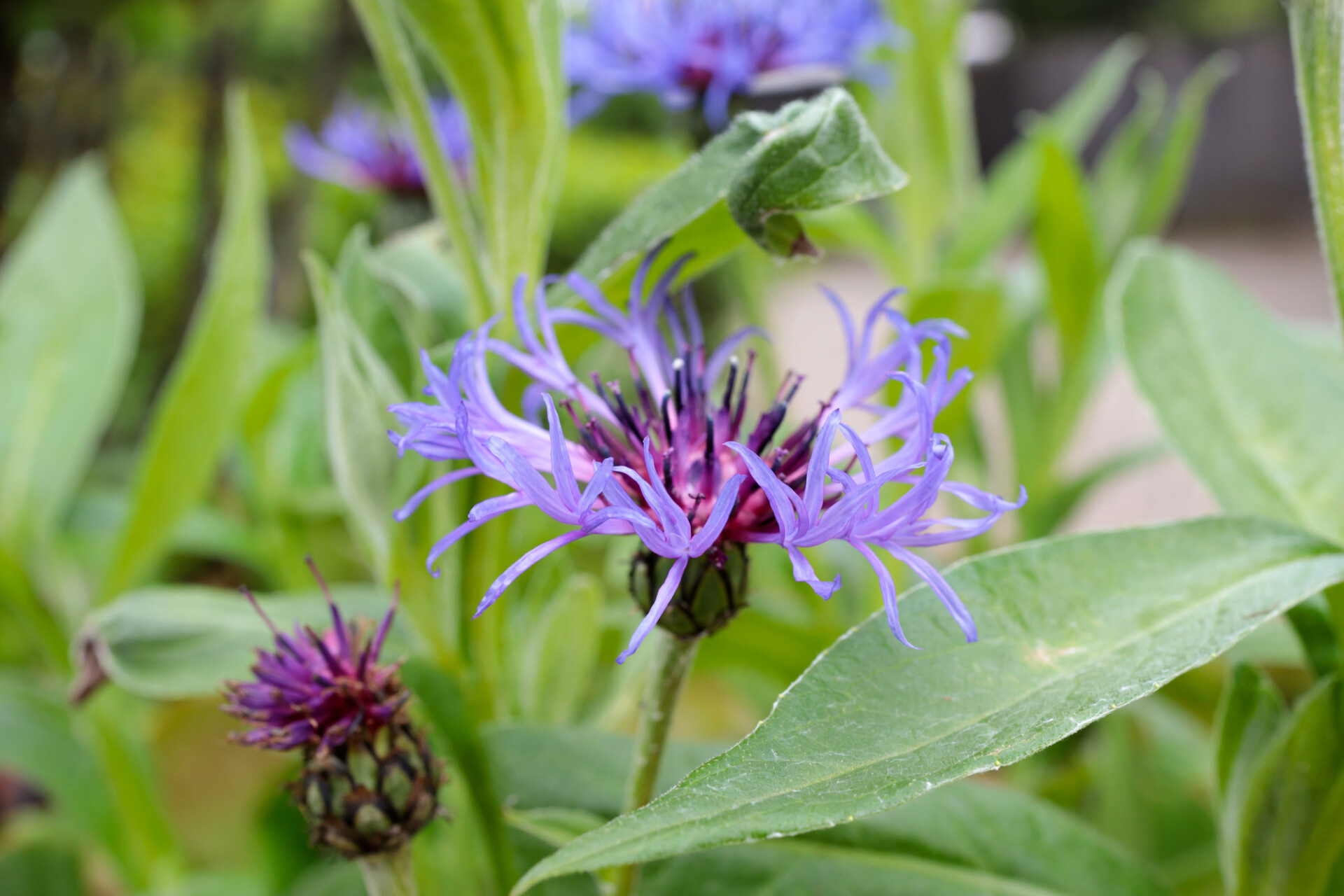 Beautiful Cornflower in May