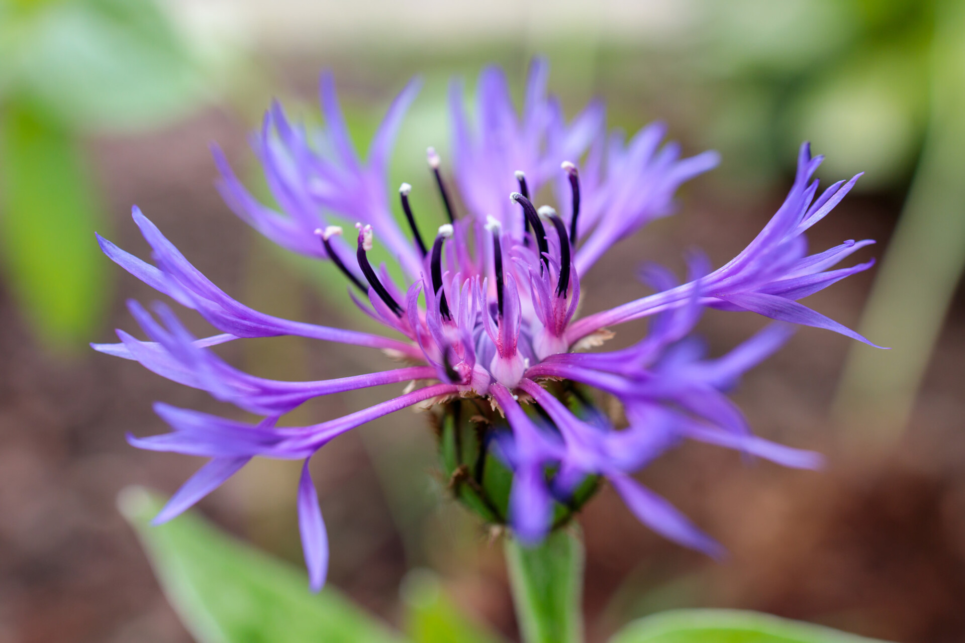 Beautiful Cornflower in May Spring Background