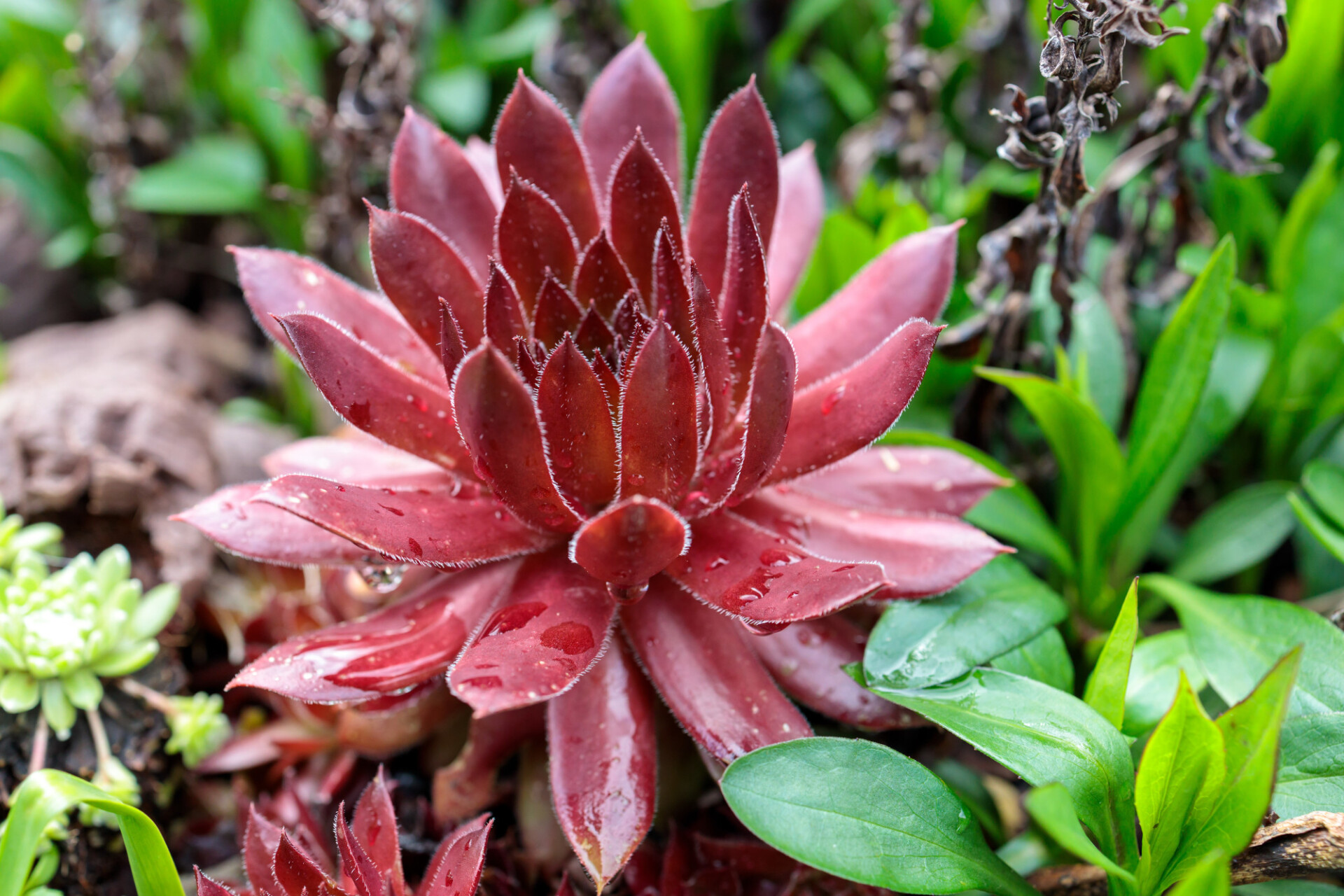 Sempervivum tectorum common houseleek