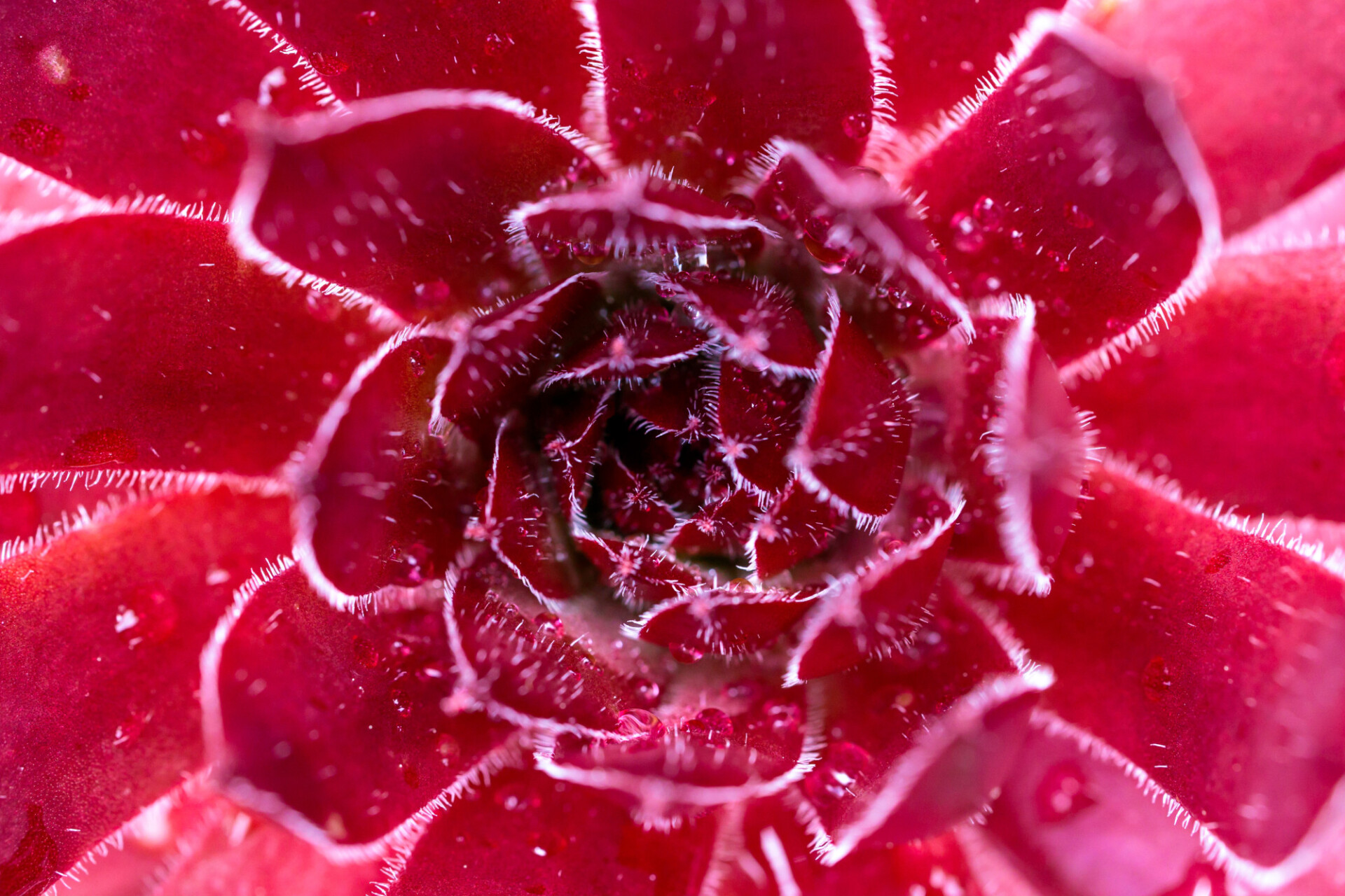 Sempervivum tectorum or houseleek full frame close up background