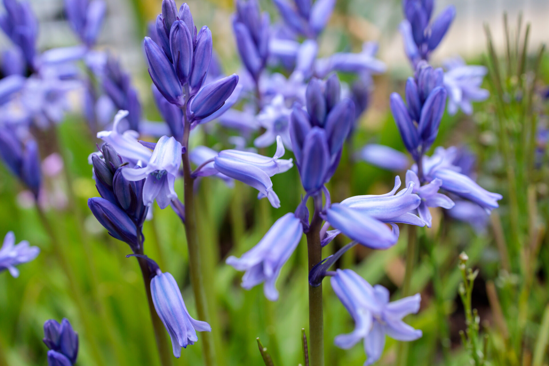 Common Bluebells Spring Flowers in May