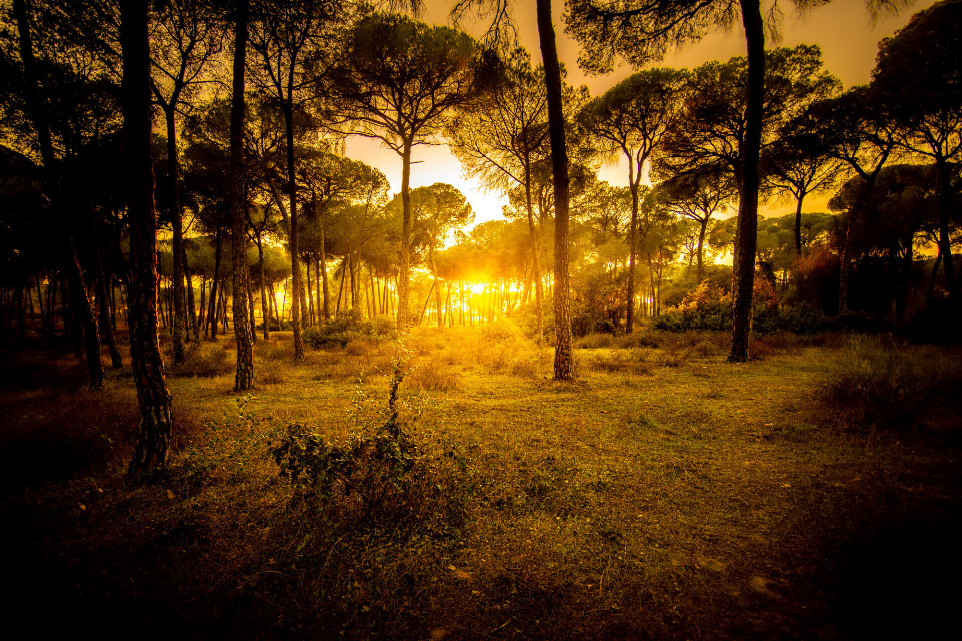 Andalusia forest landscape golden sunset