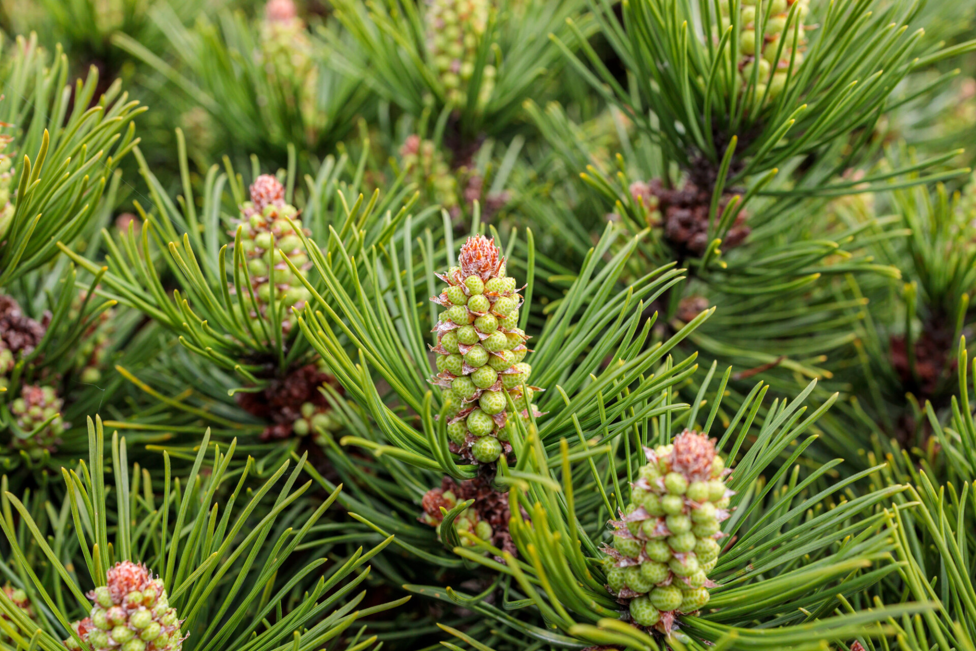 Virginia Pine Cones