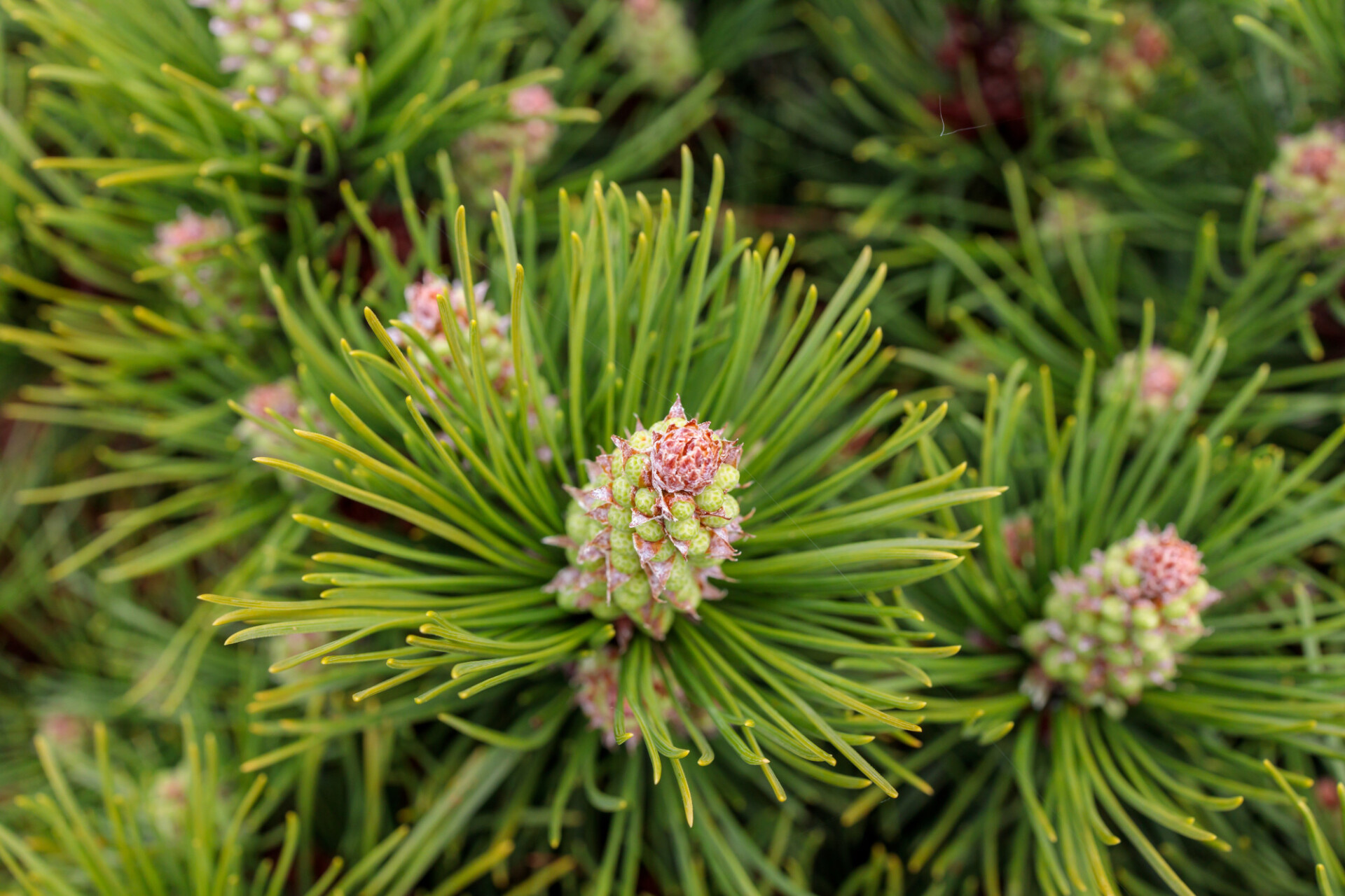 Fullframe Virginia Pine Cones Photo