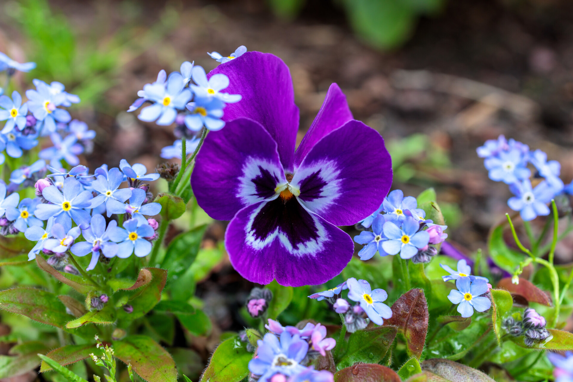 Purple pansies between forget-me-nots