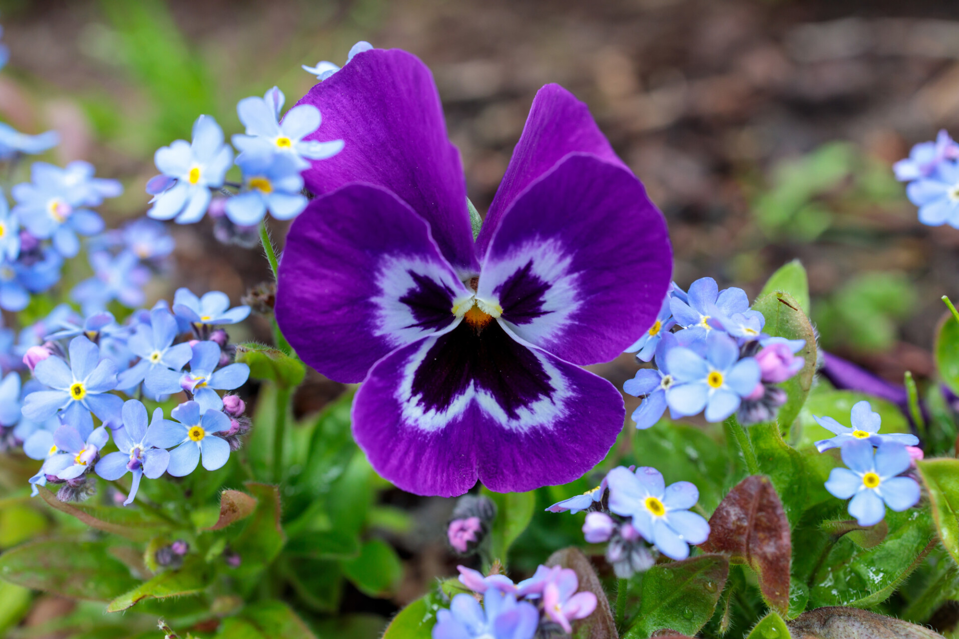 Purple pansies between forget-me-nots