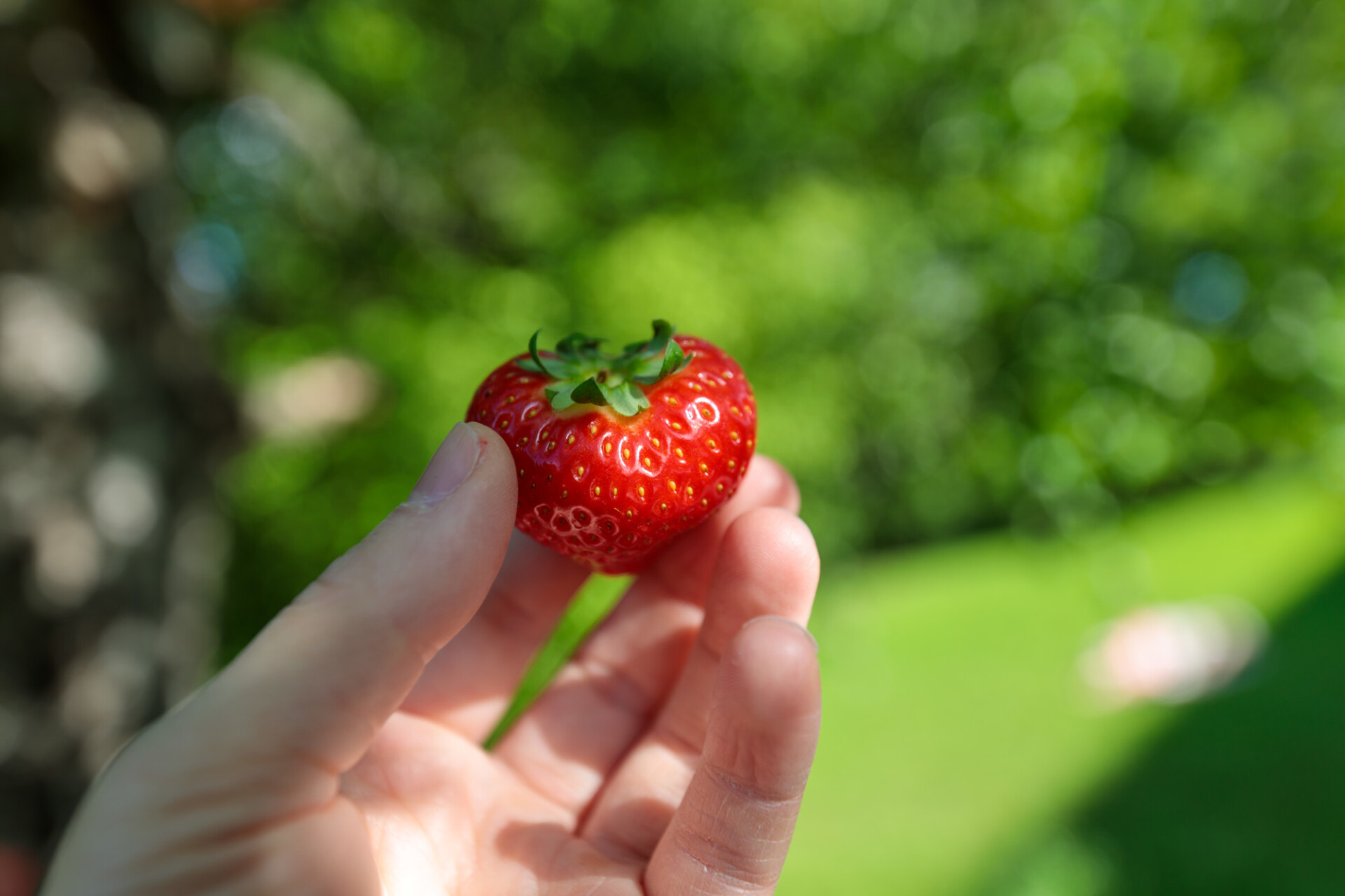 Strawberry picked from the garden