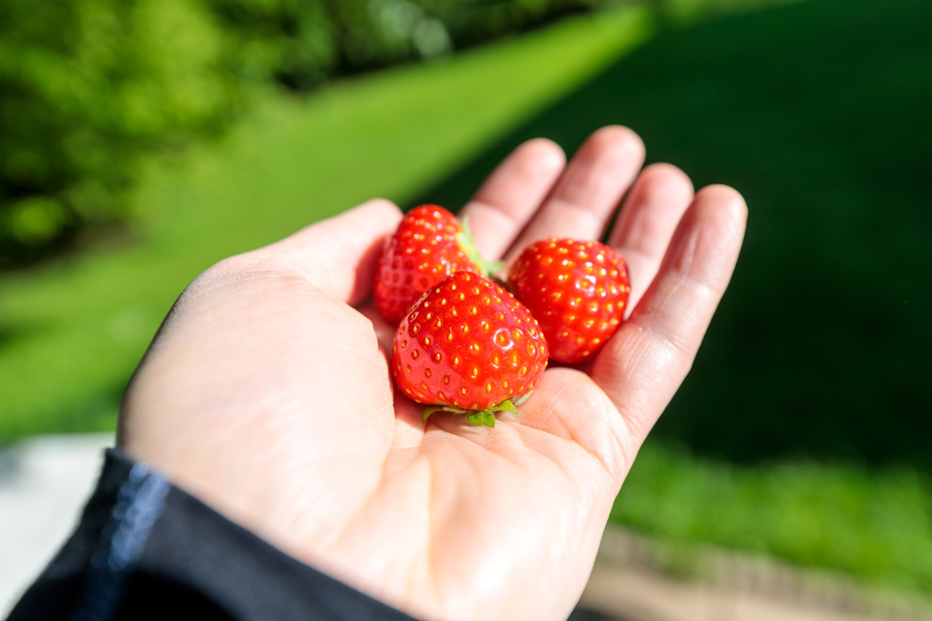 Three strawberries picked from the garden