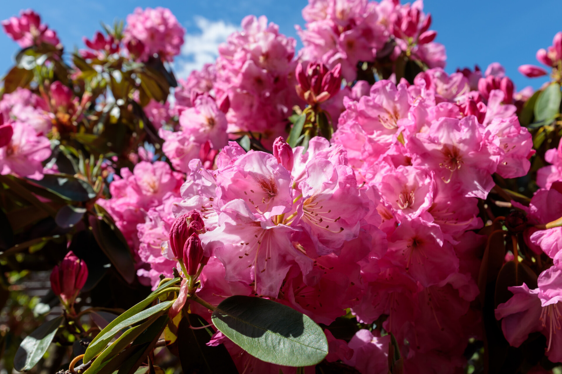 Pink rhododendron bush in the garden