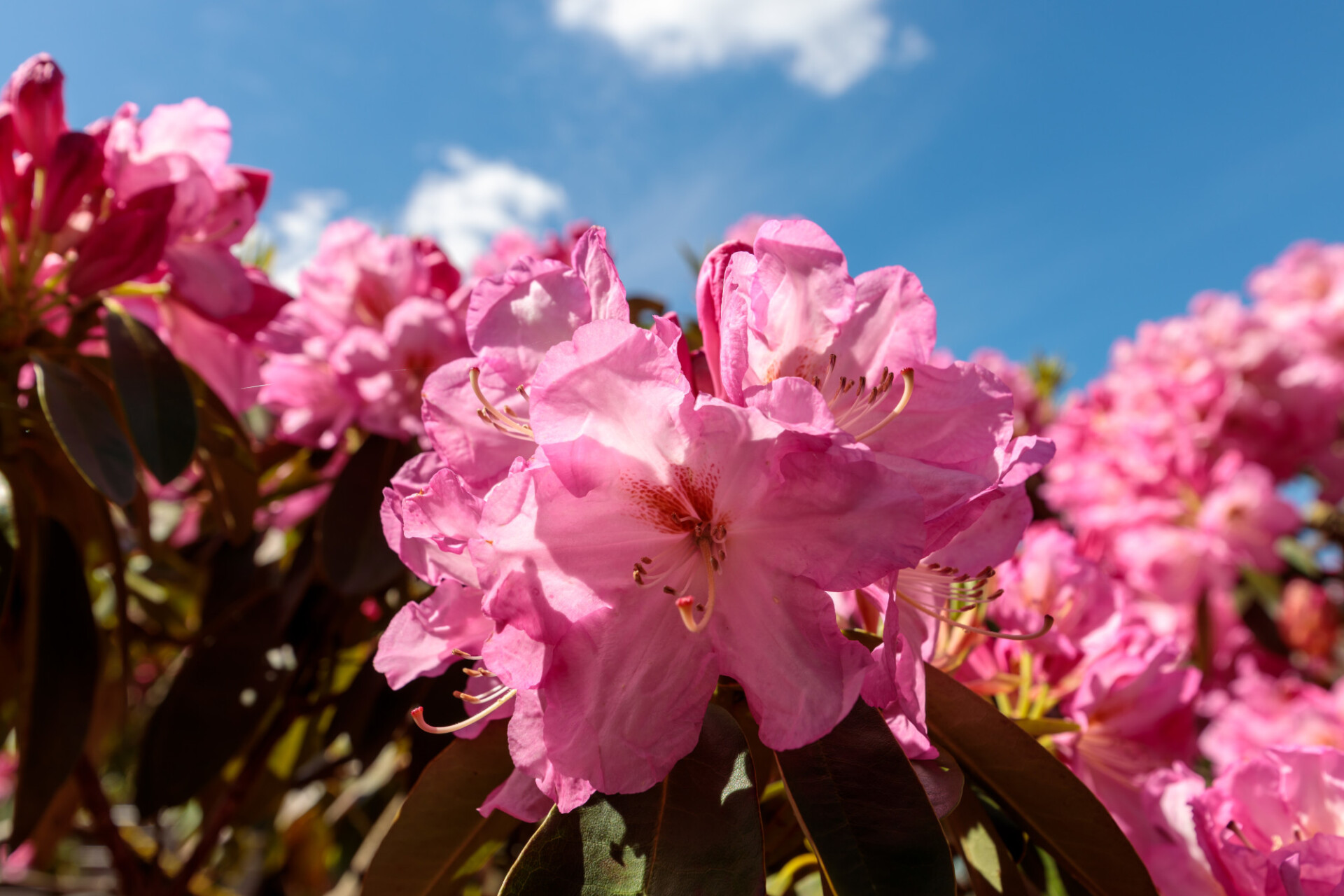 Pink rhododendron bush in the garden