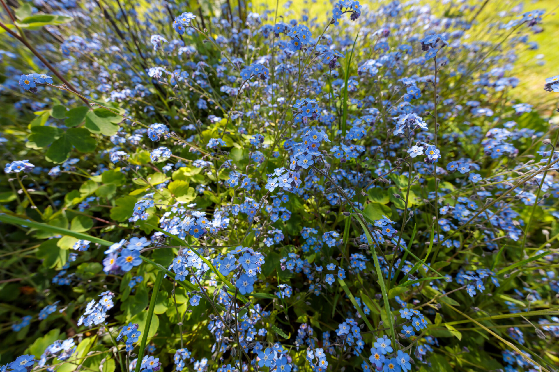 Forget-me-not flowers in a meadow