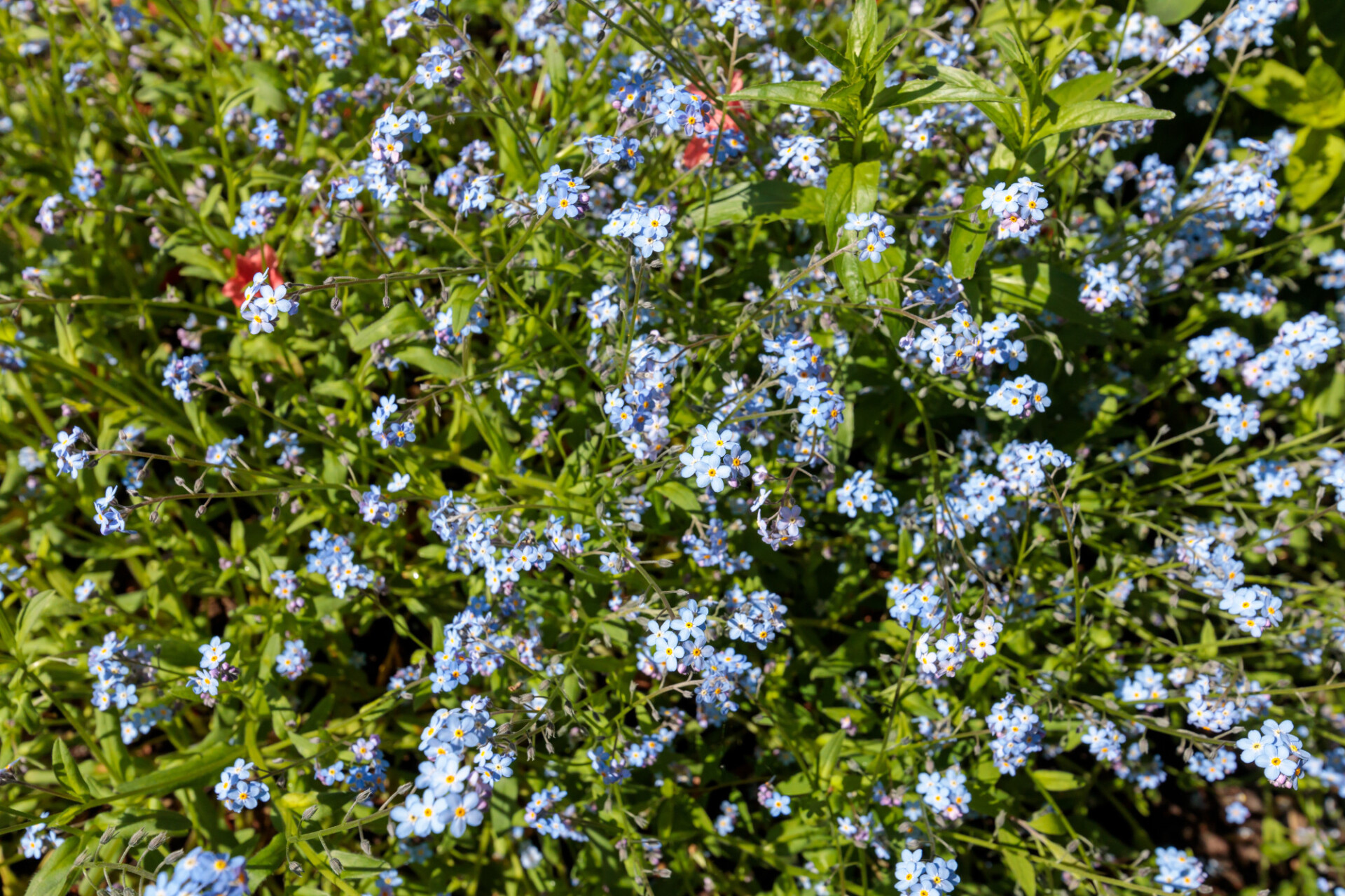 Forget-me-not flowers