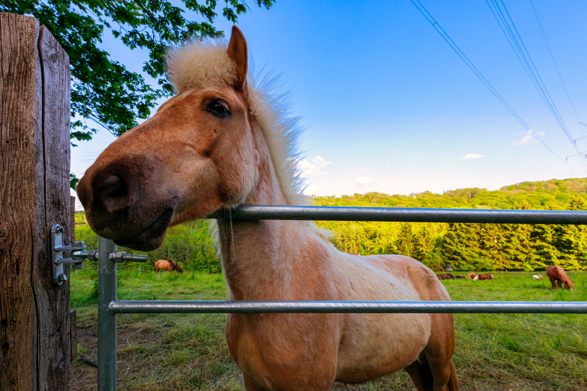 Portrait of a curious pony