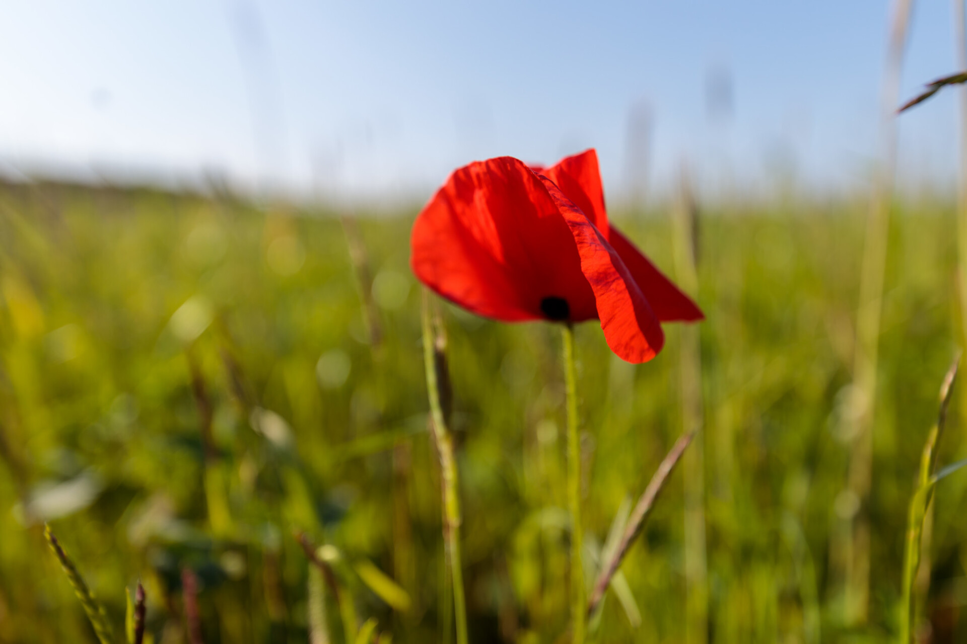 Poppy in the field
