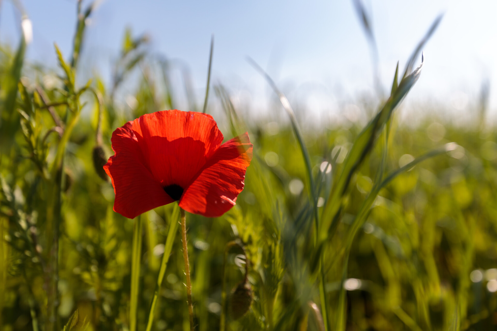 Red poppy in the field