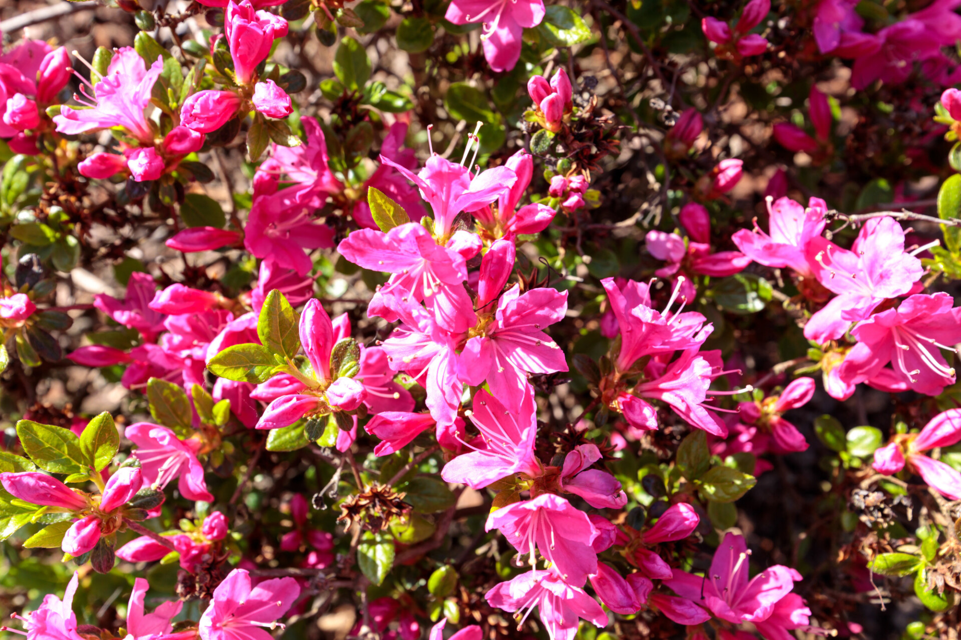 Rhododendron obtusum