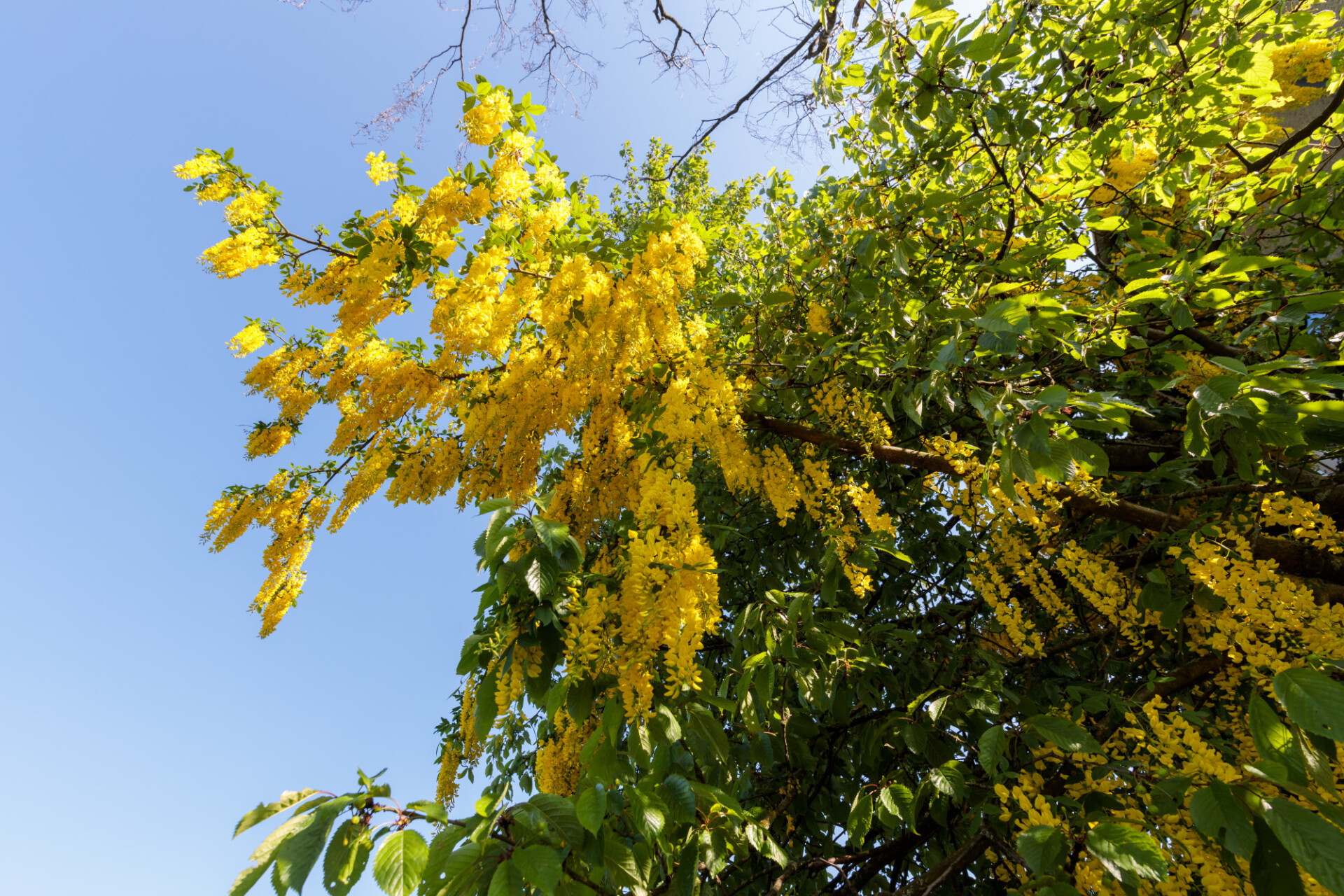 golden chain tree