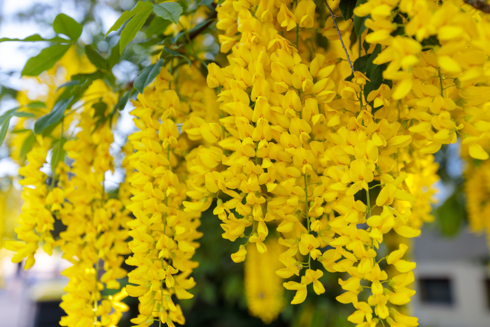 Laburnum anagyroides blossom close-up