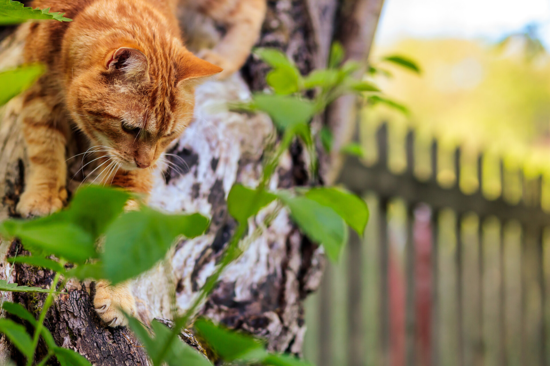 Red cat climbs down from tree