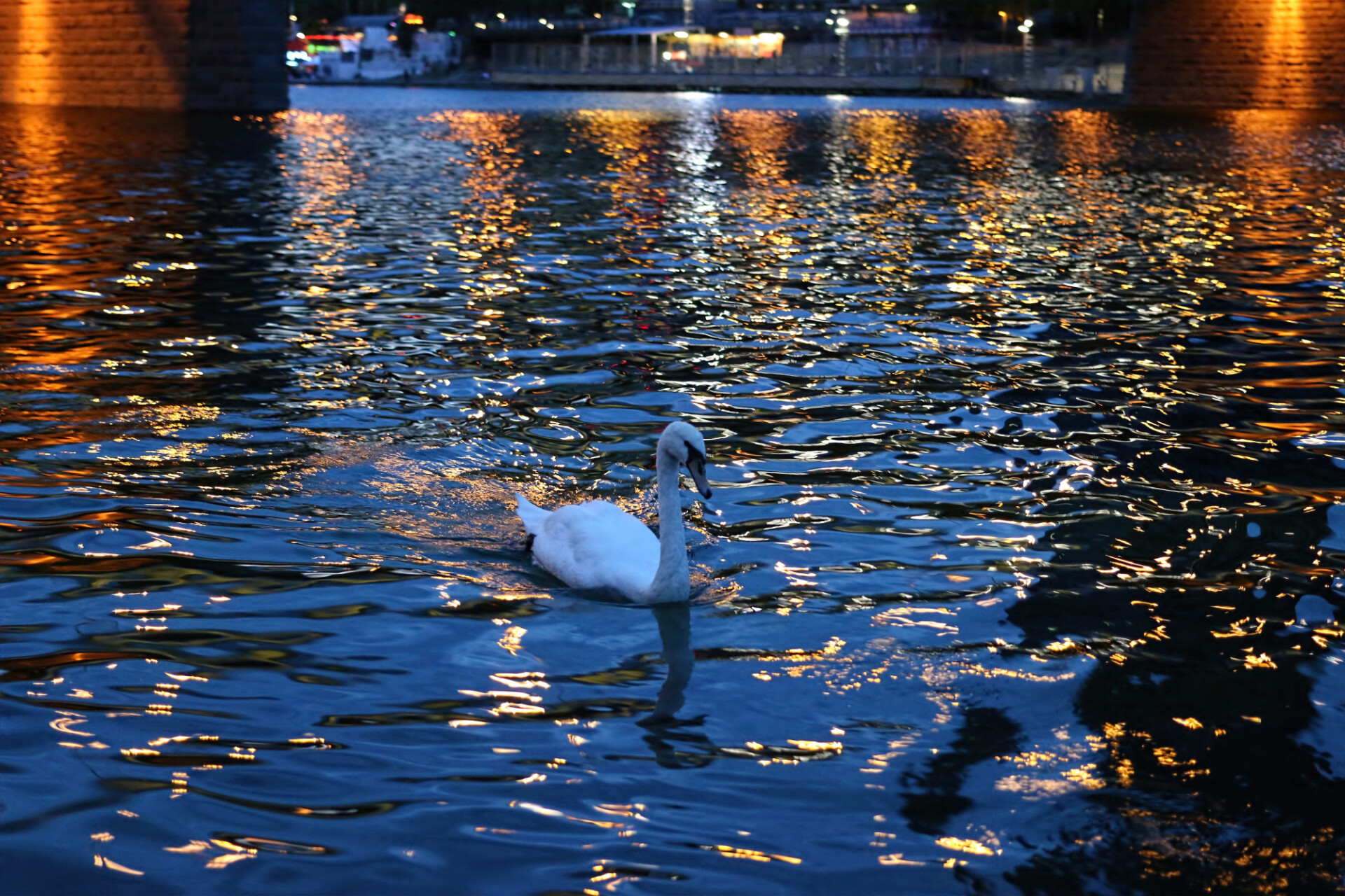 A swan on the Danube in Vienna