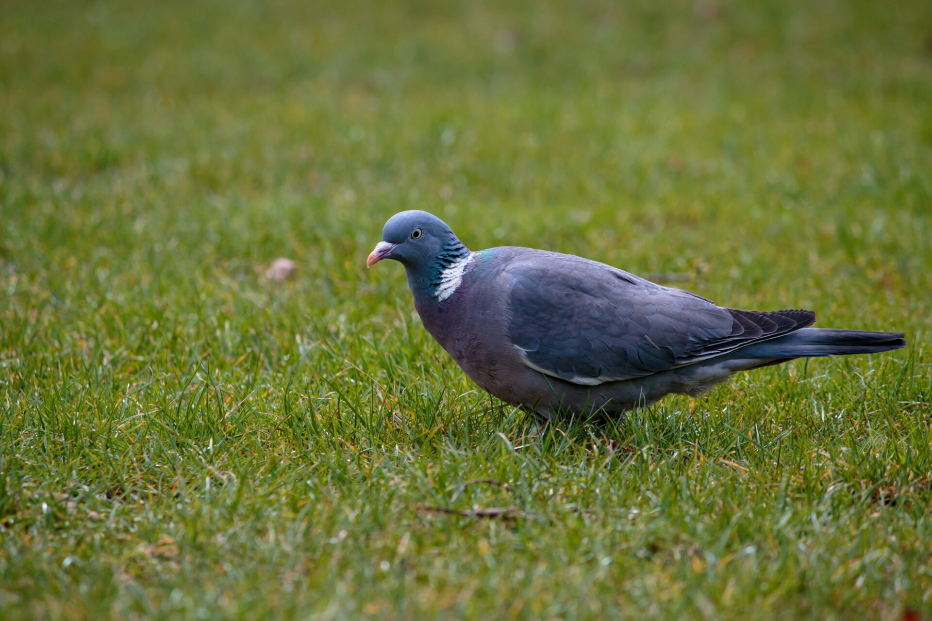 Woodpigeon in a meadow