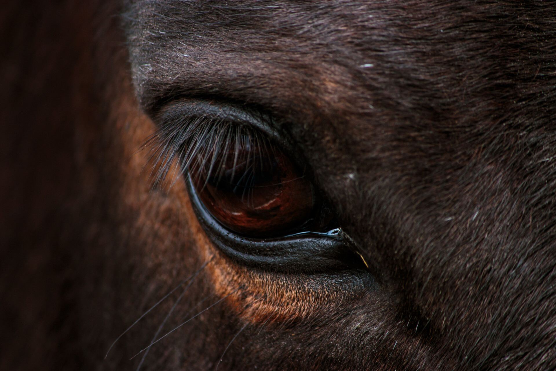 Eye of a horse