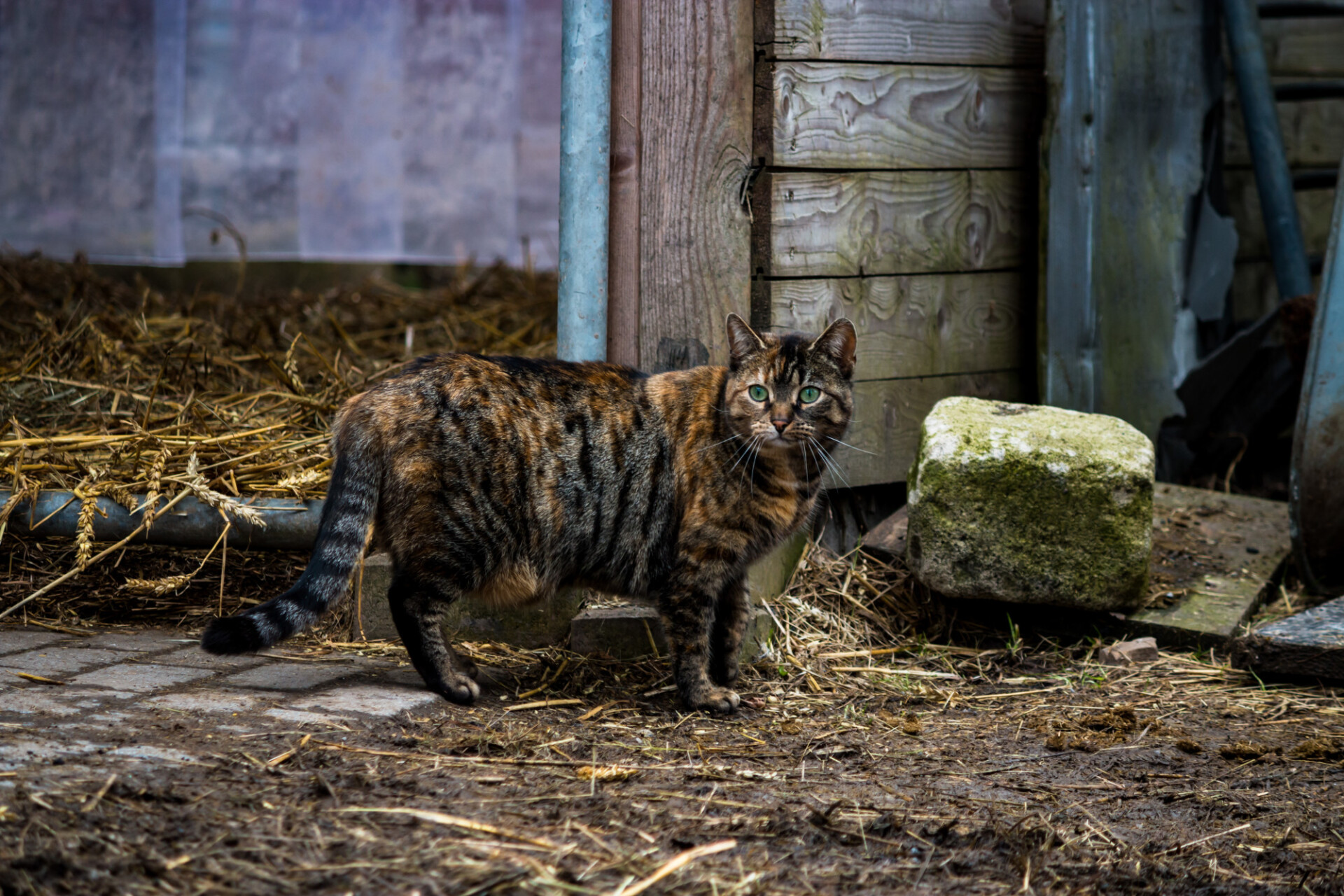 Cat standing on a farm