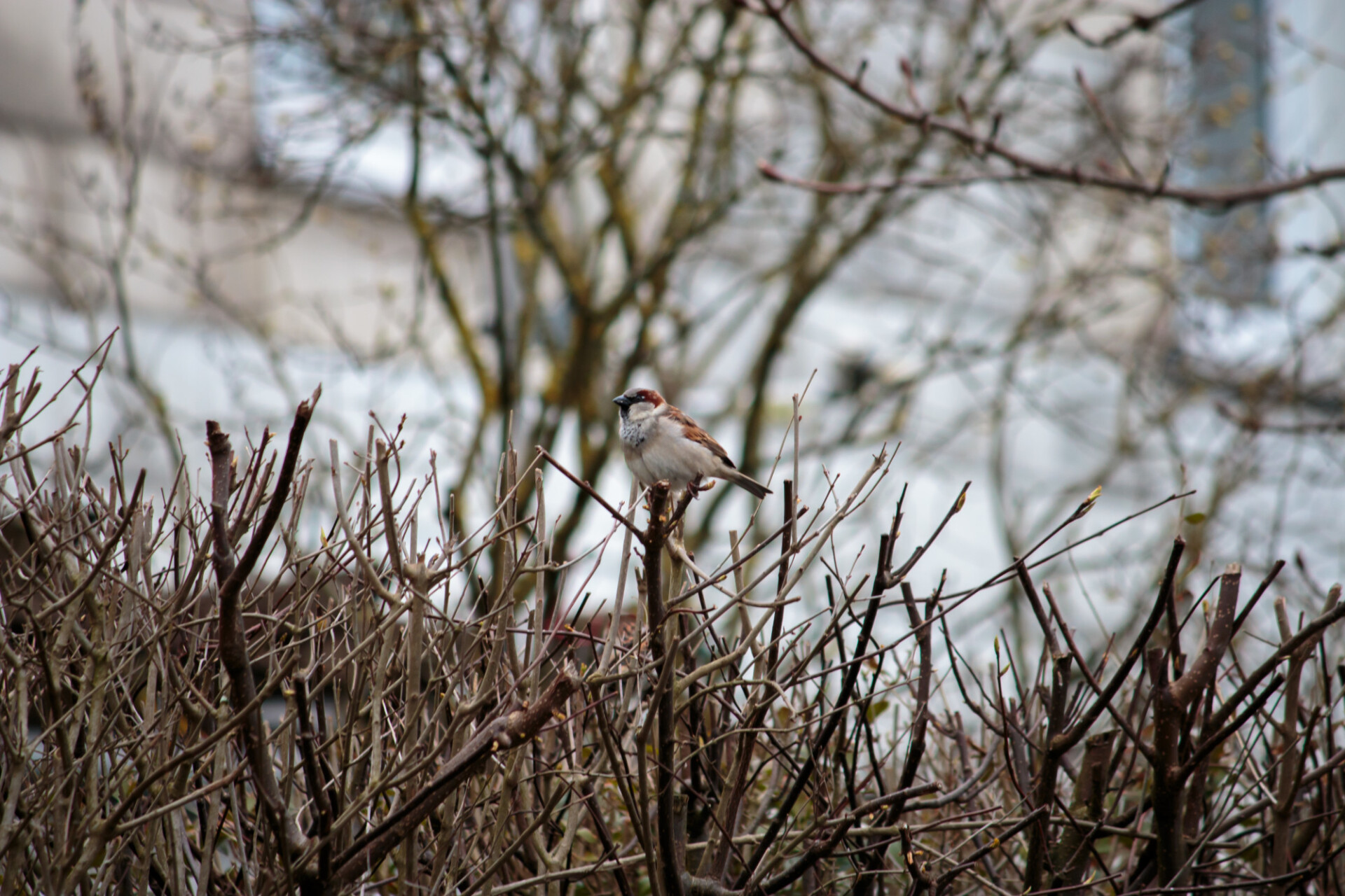 A little sparrow on a hedge in autumn