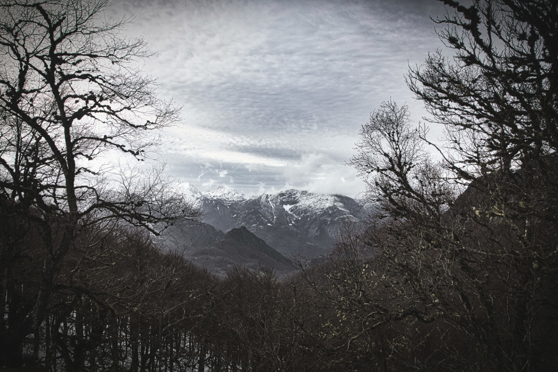 View of the mountains from the forest