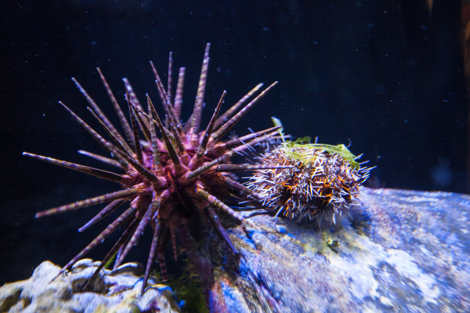 sea urchin