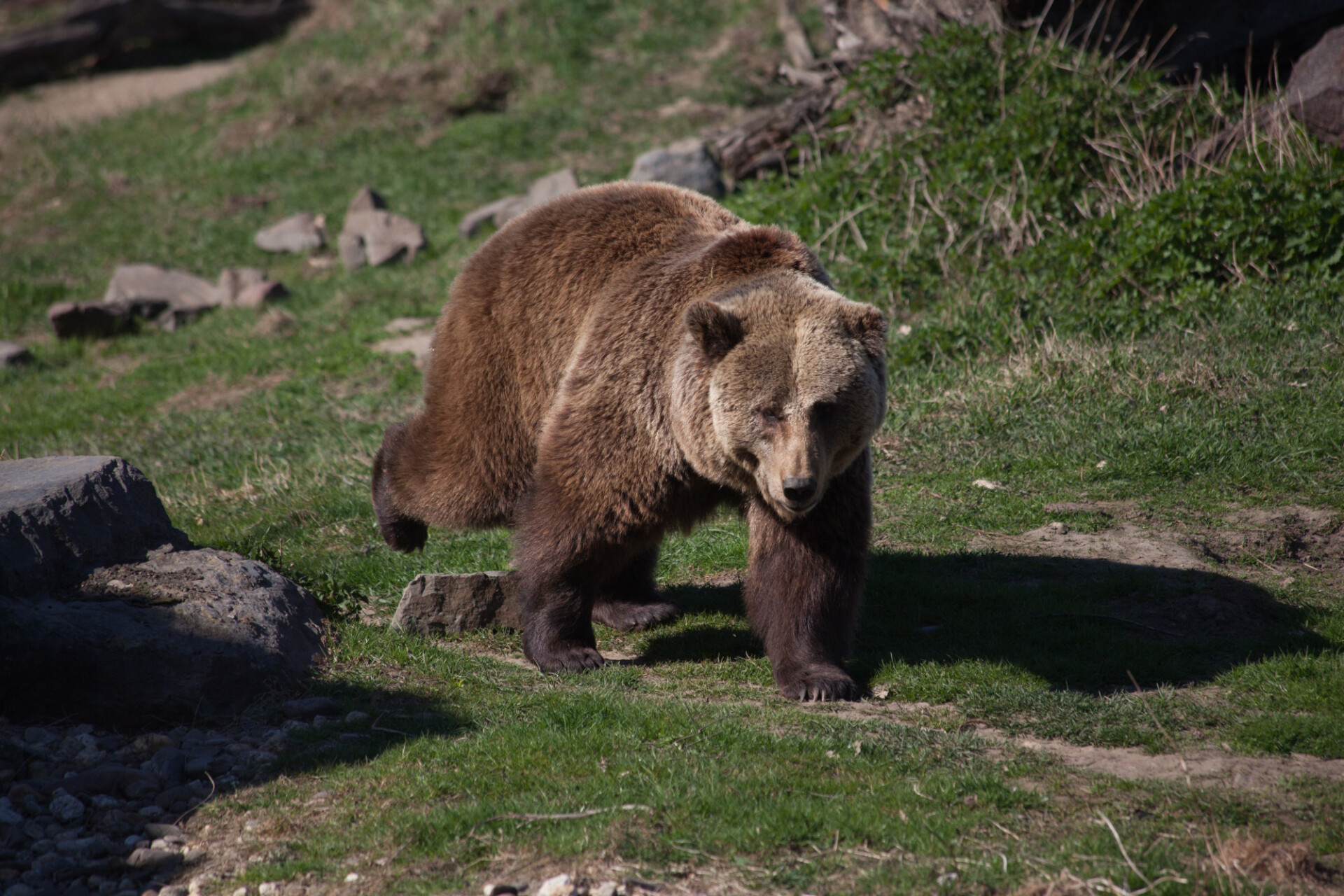 walking grizzly bear