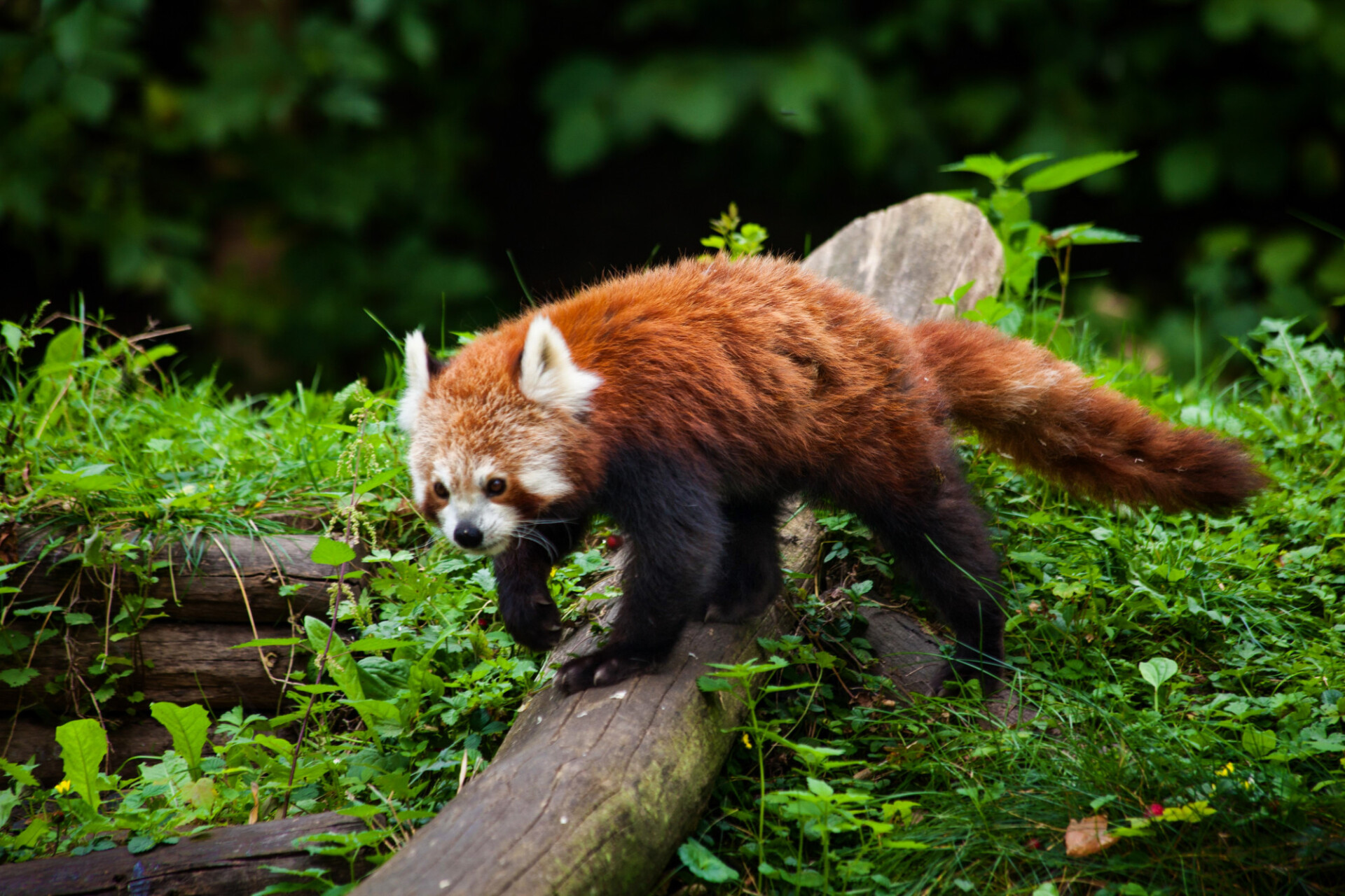 red panda