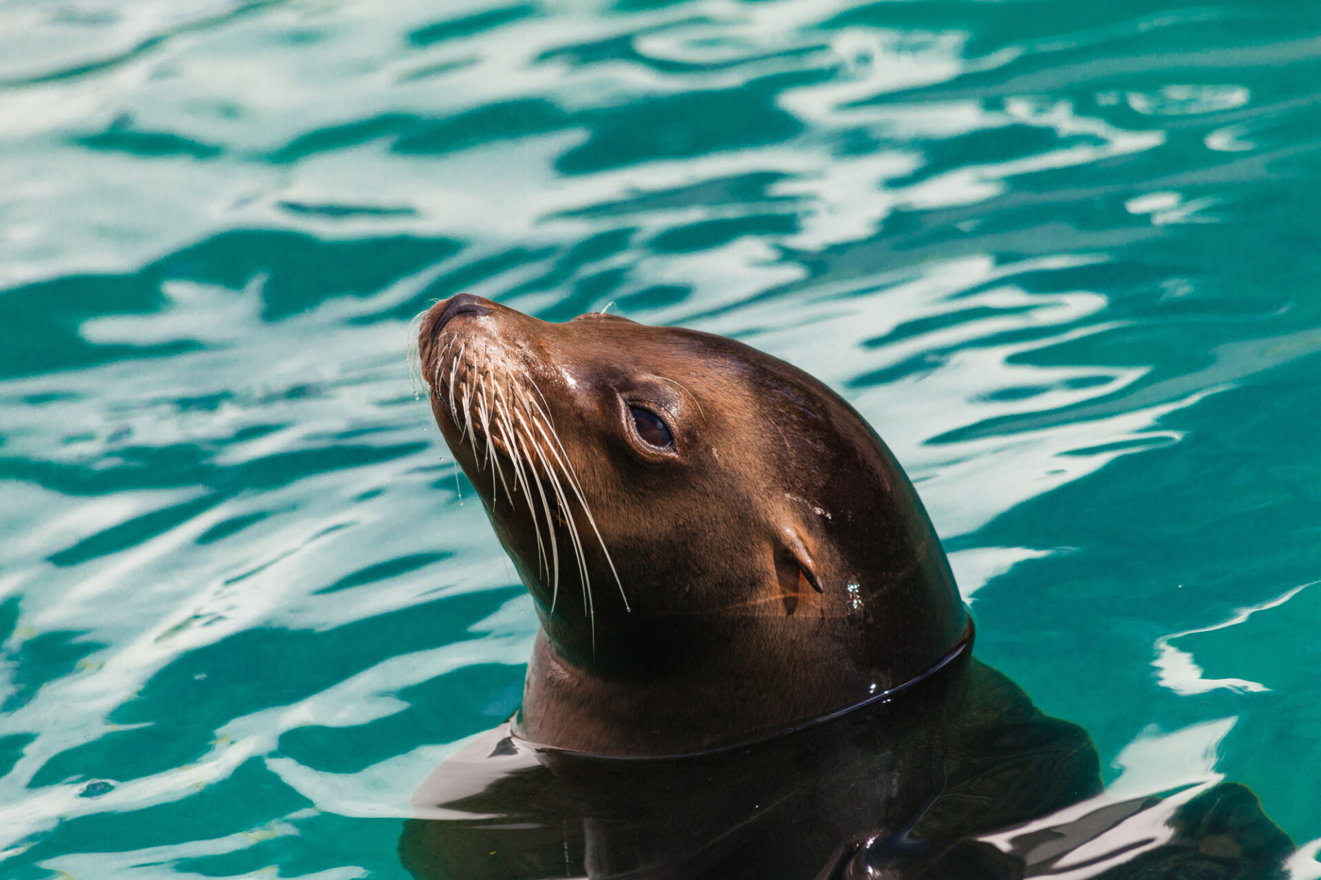 sea lion portrait