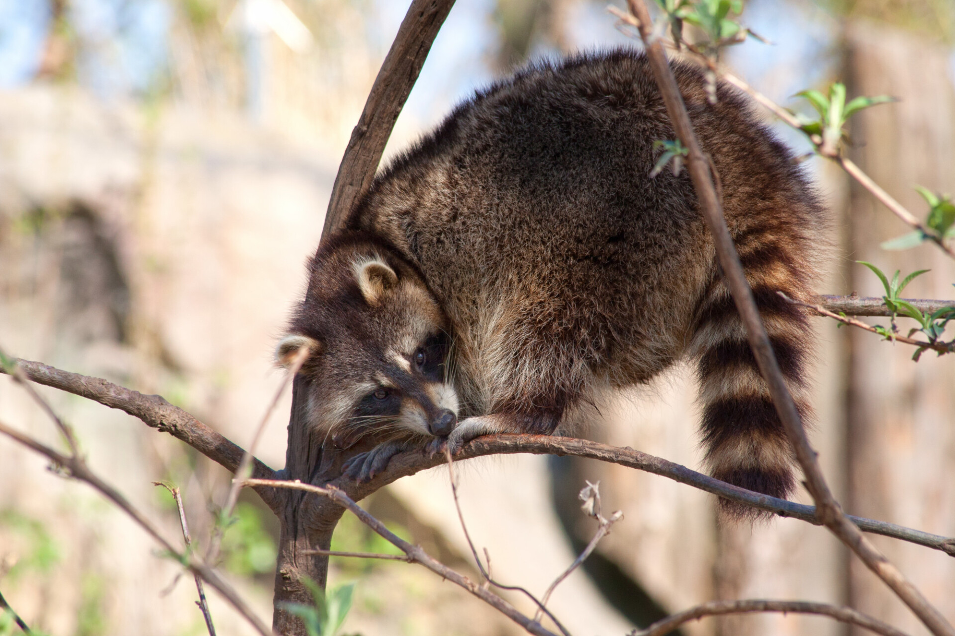 raccoon on tree