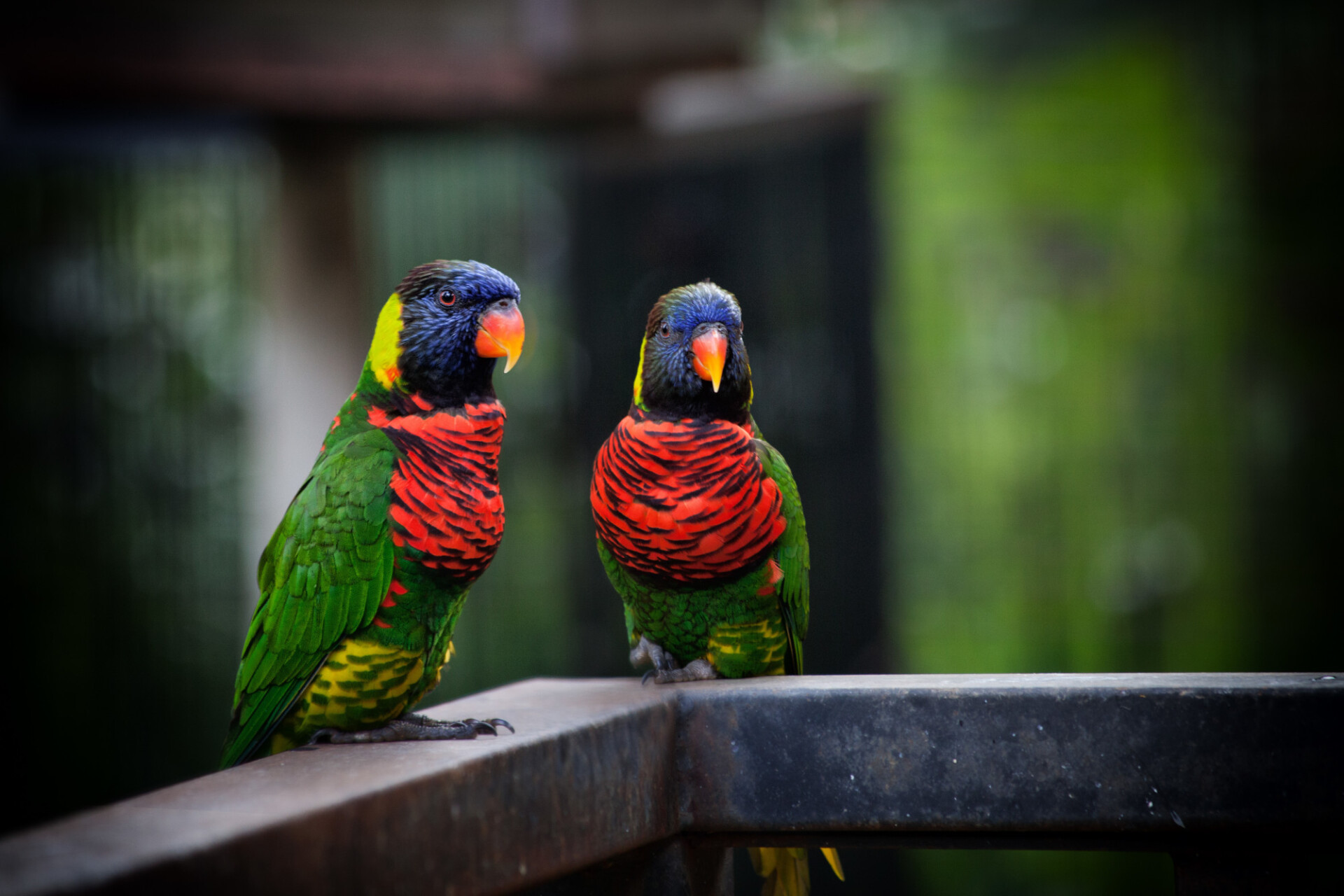 rainbow lorikeets