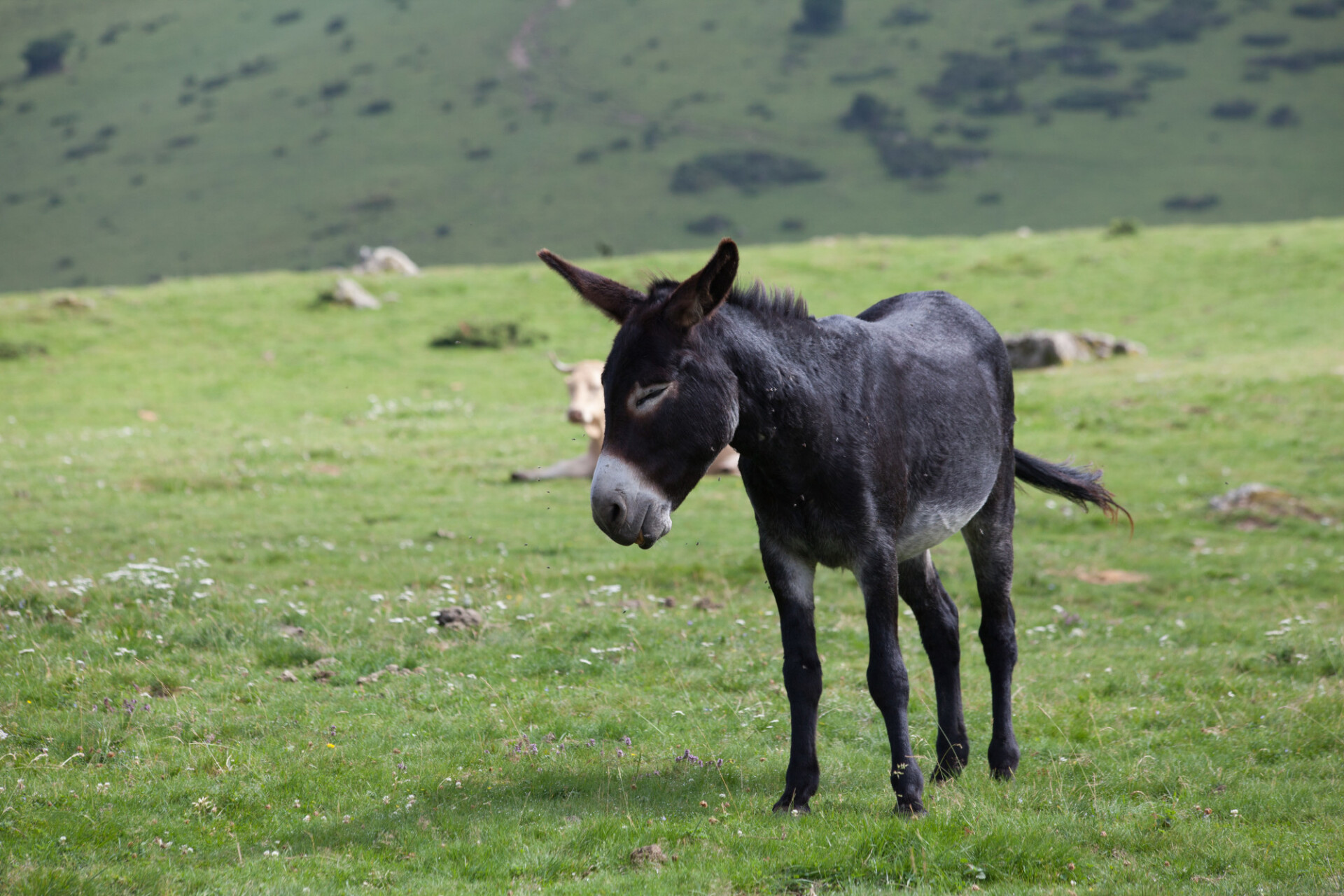 donkey in the wild