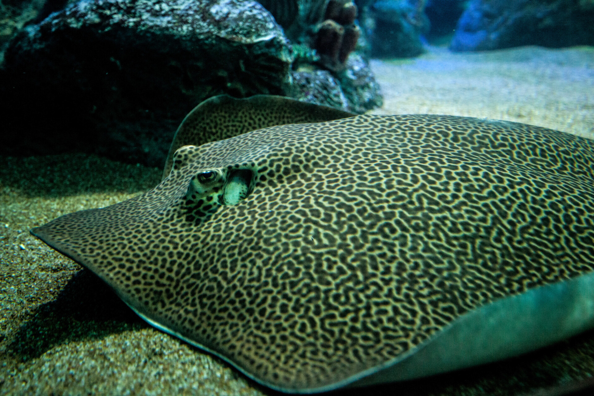 reticulate whipray