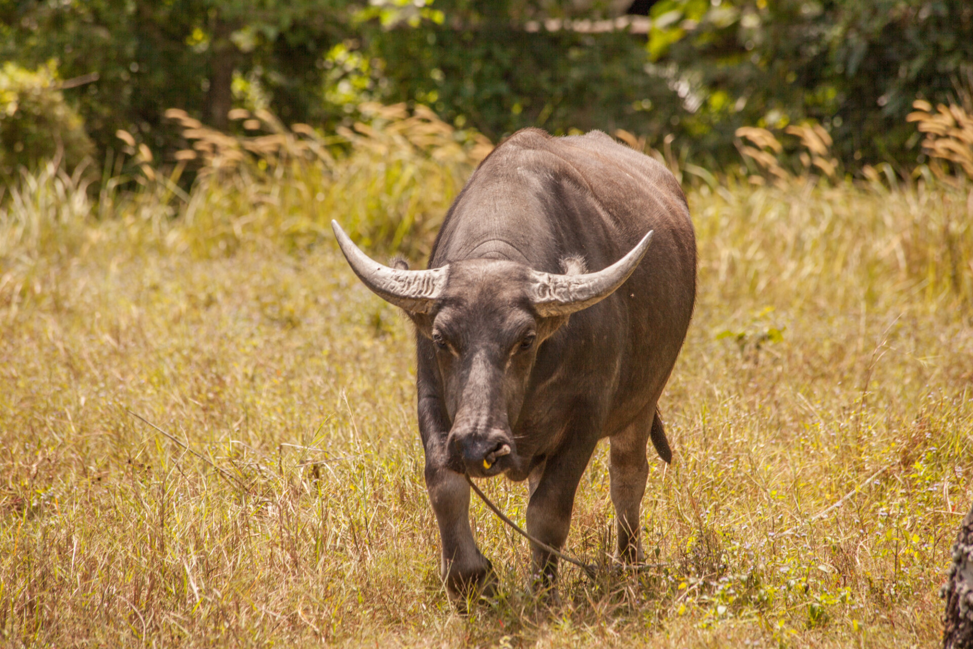 buffalo