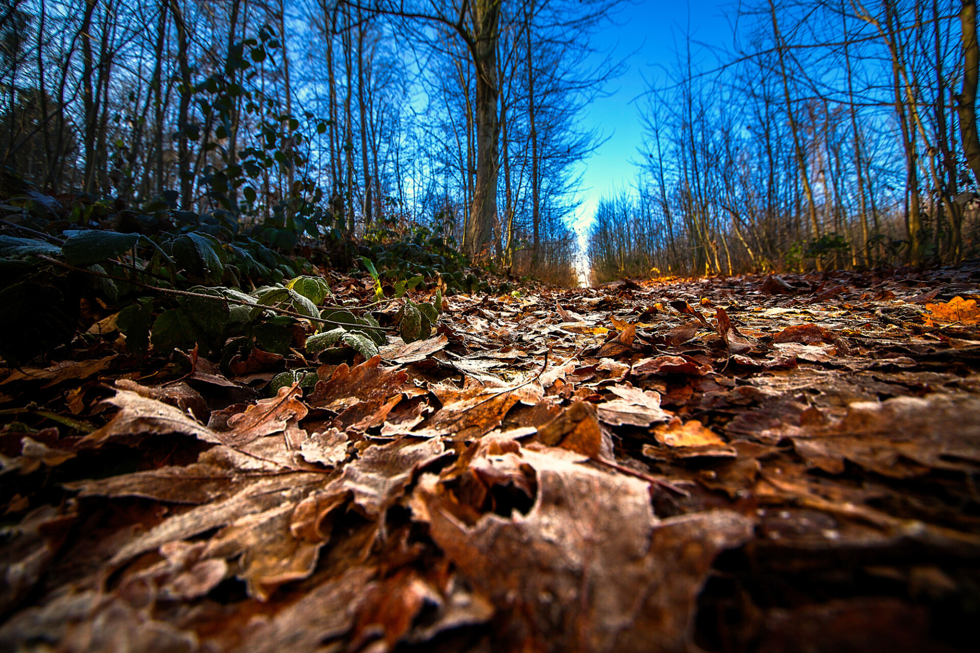 forest path covered with leaves