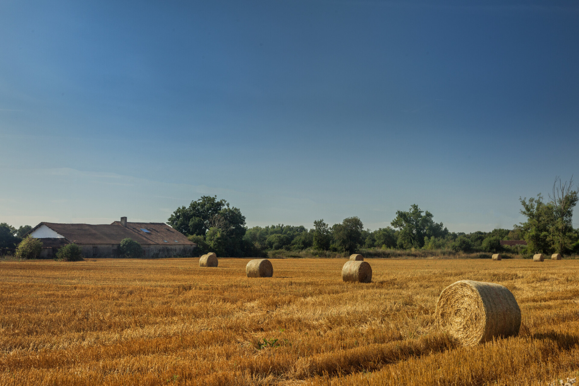 hay bales on a field