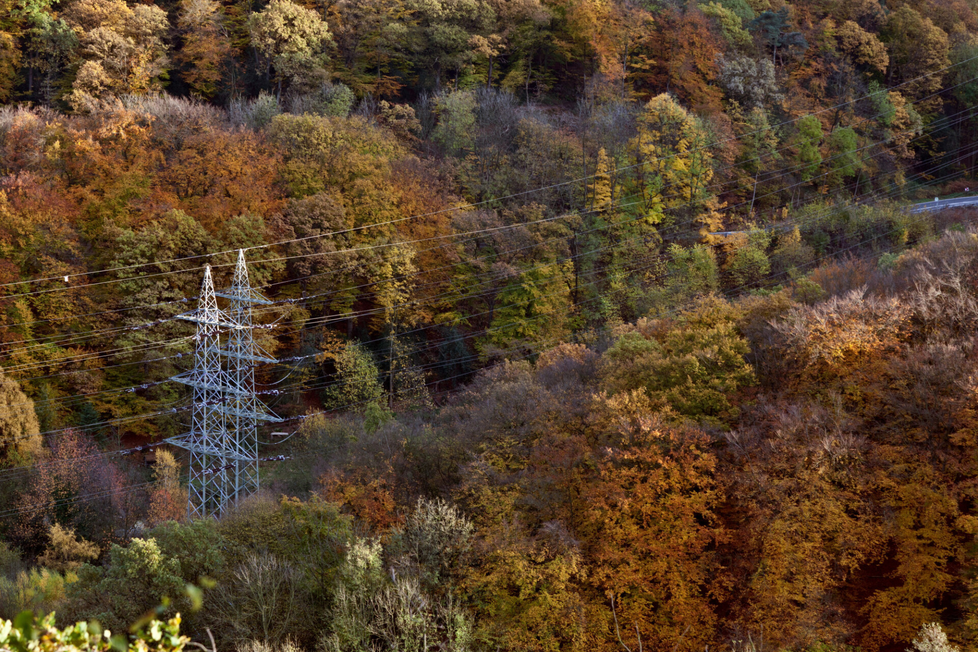 power line between forest