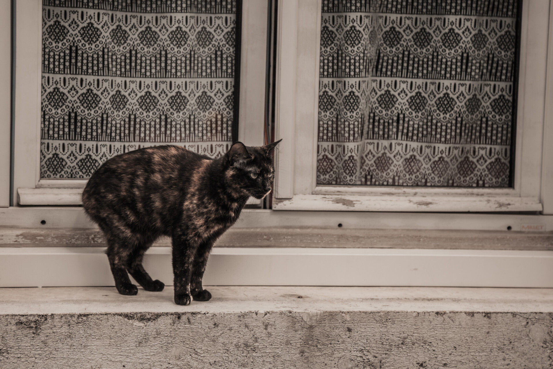 street cat on windowsill