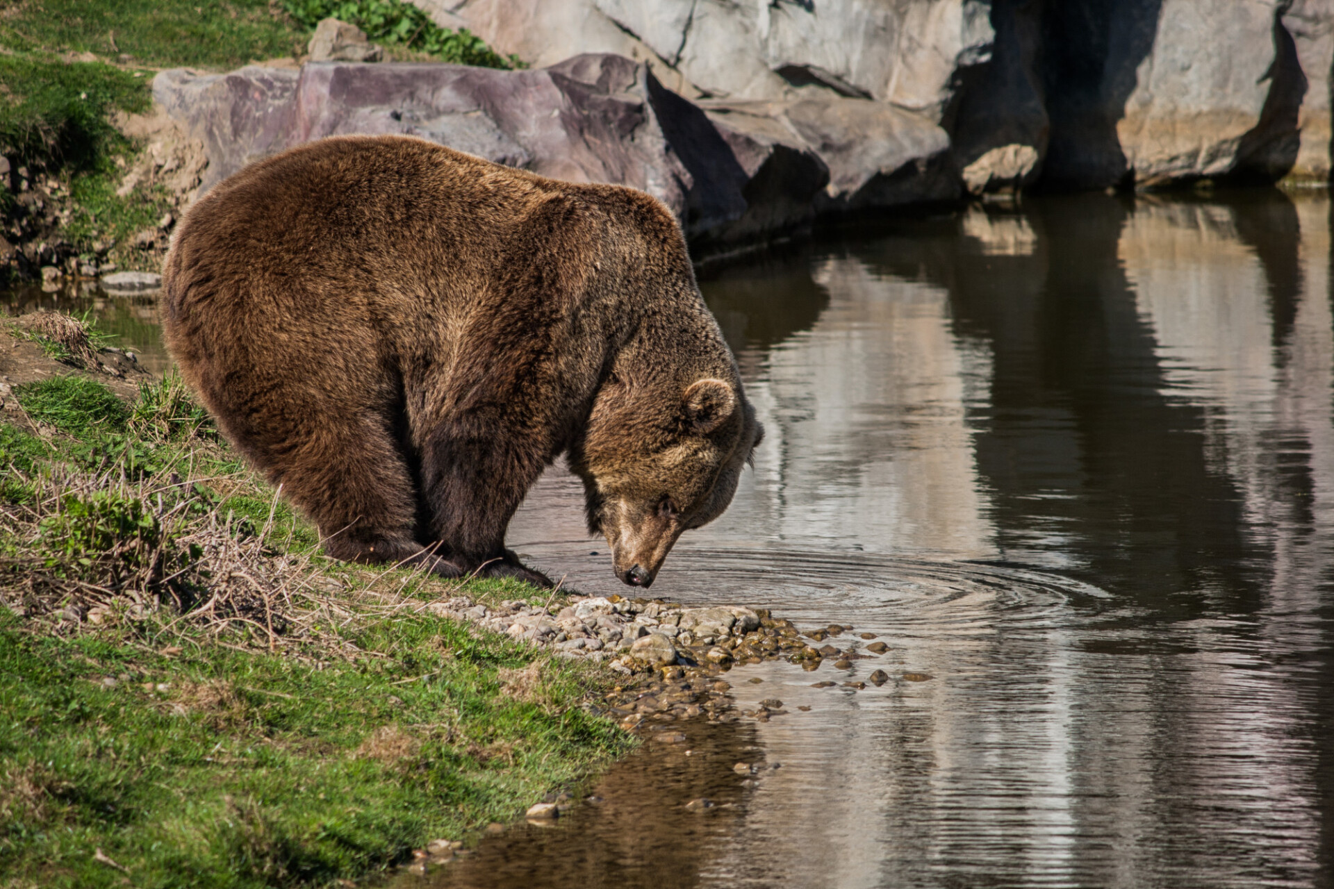 grizzly bear on the riverbank