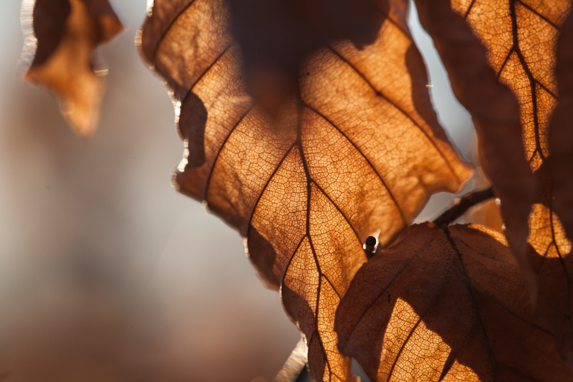 Withered autumn leaves